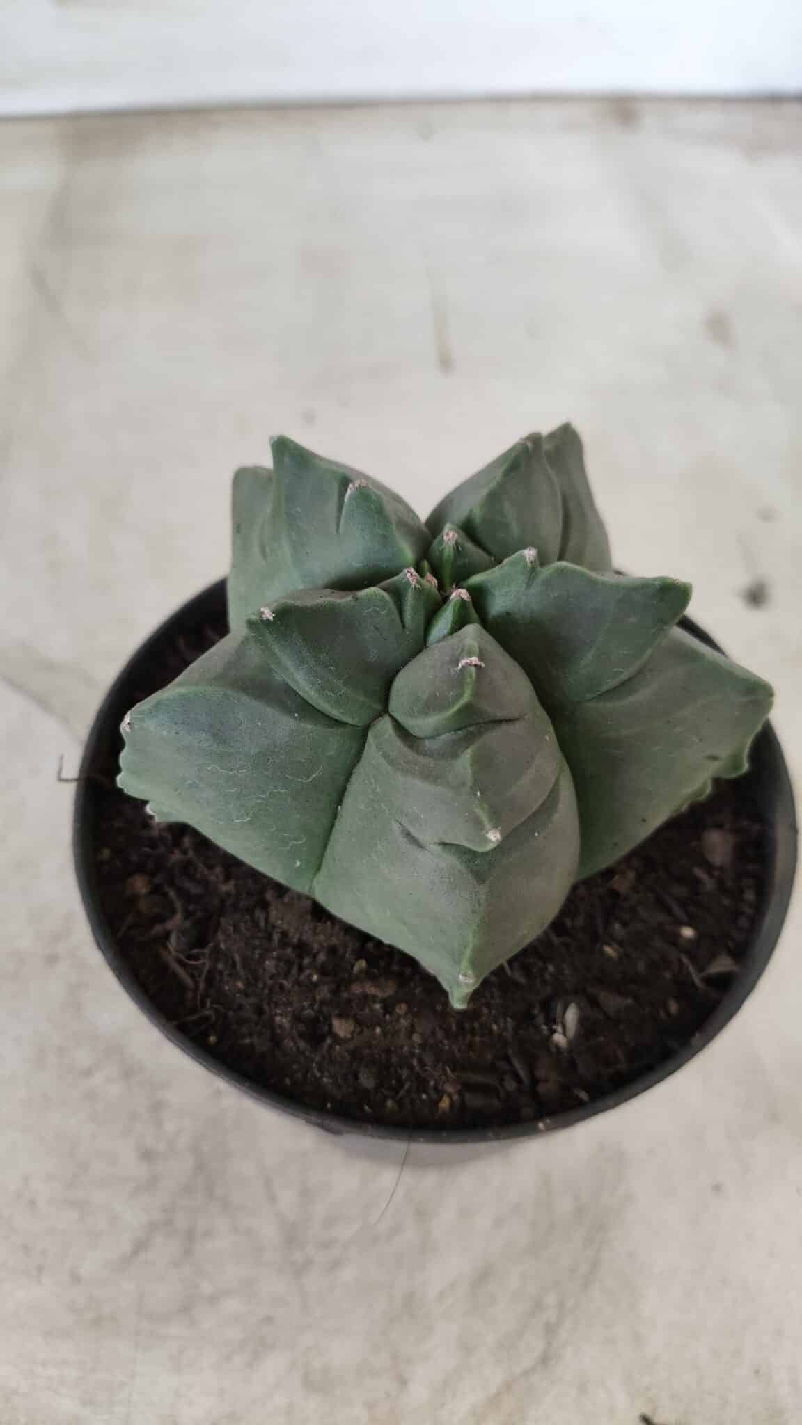 ASTROPHYTUM cv KIKKO Nº 690 – vaso 11