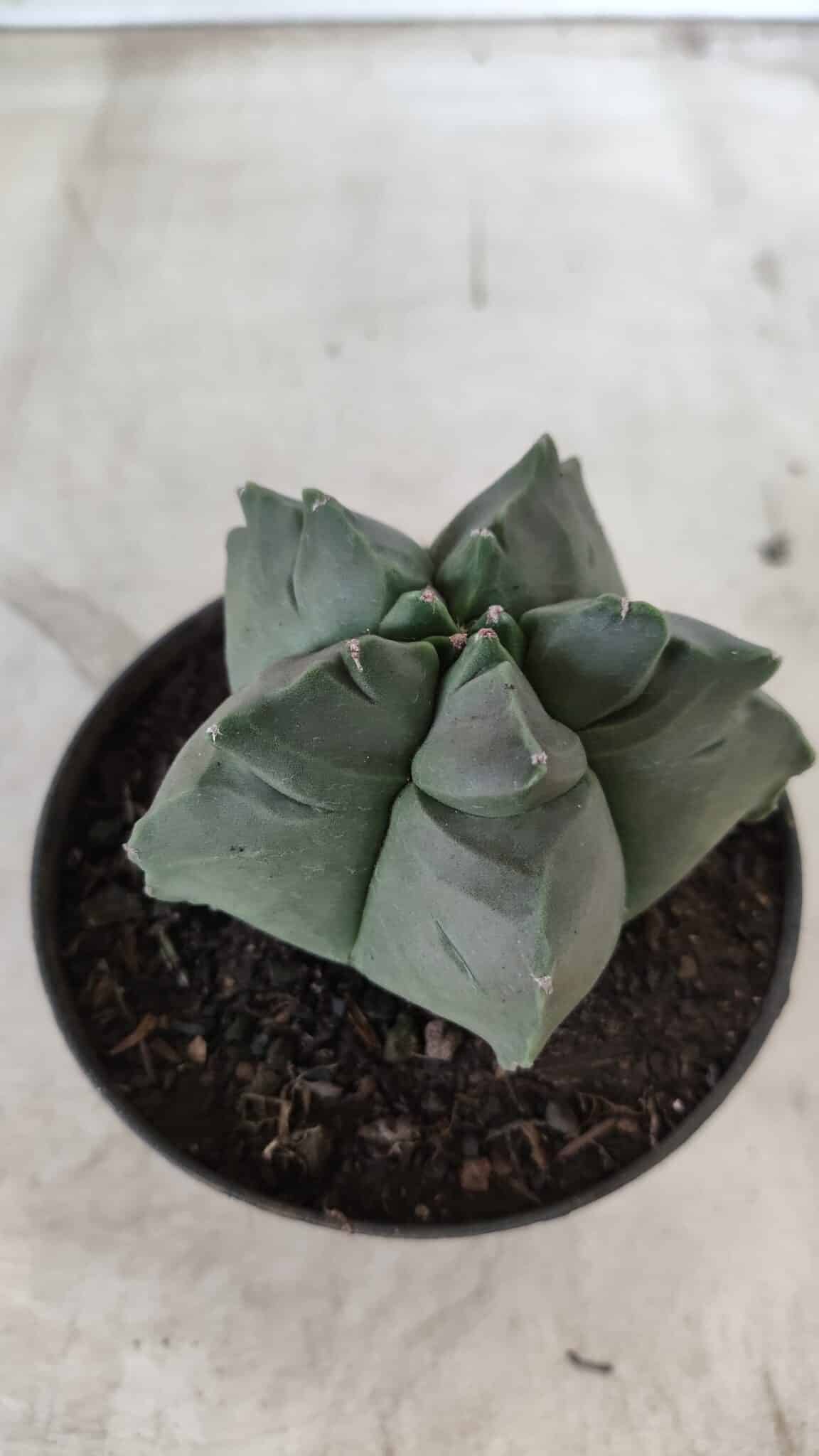 ASTROPHYTUM cv KIKKO Nº 690 – vaso 11
