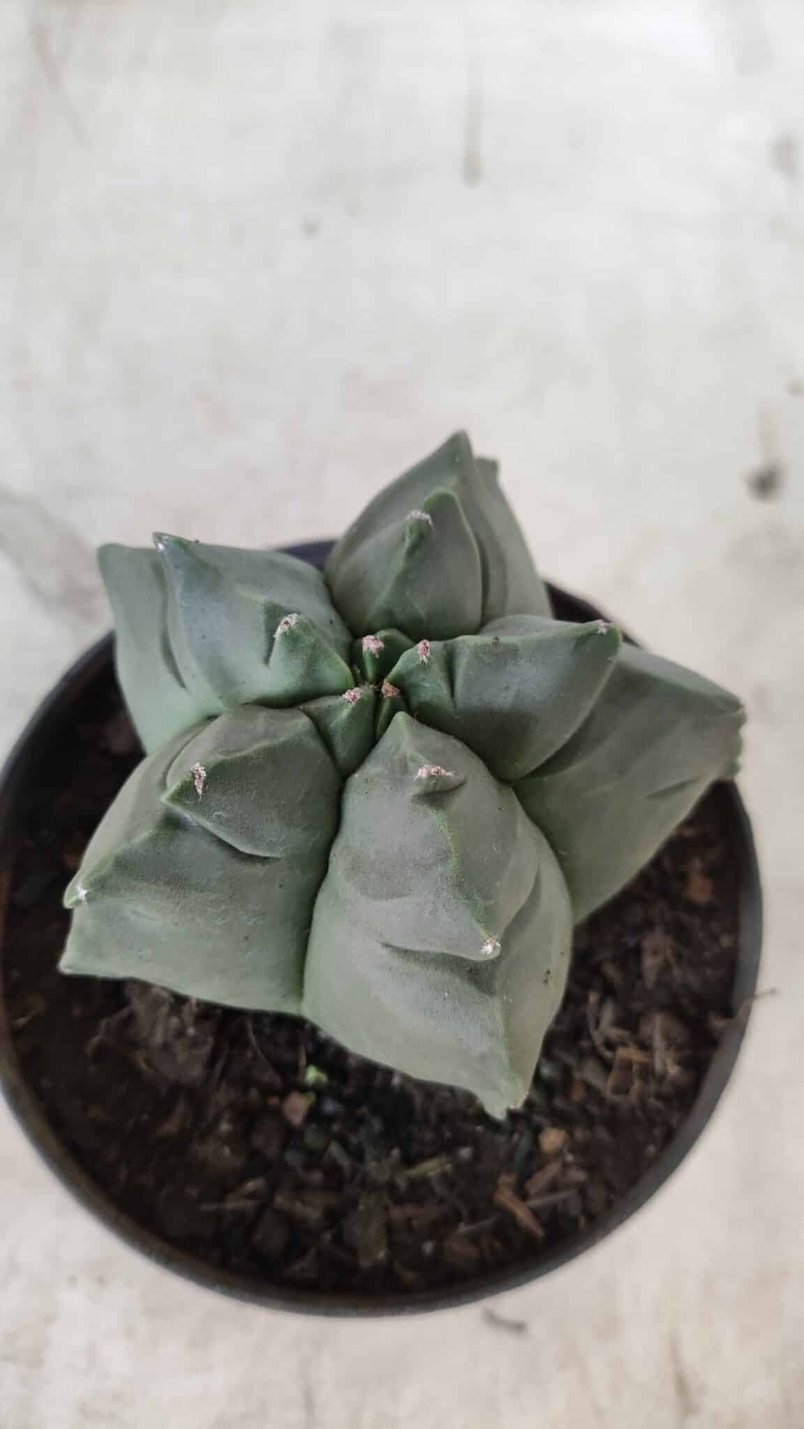 ASTROPHYTUM cv KIKKO Nº 690 – vaso 11
