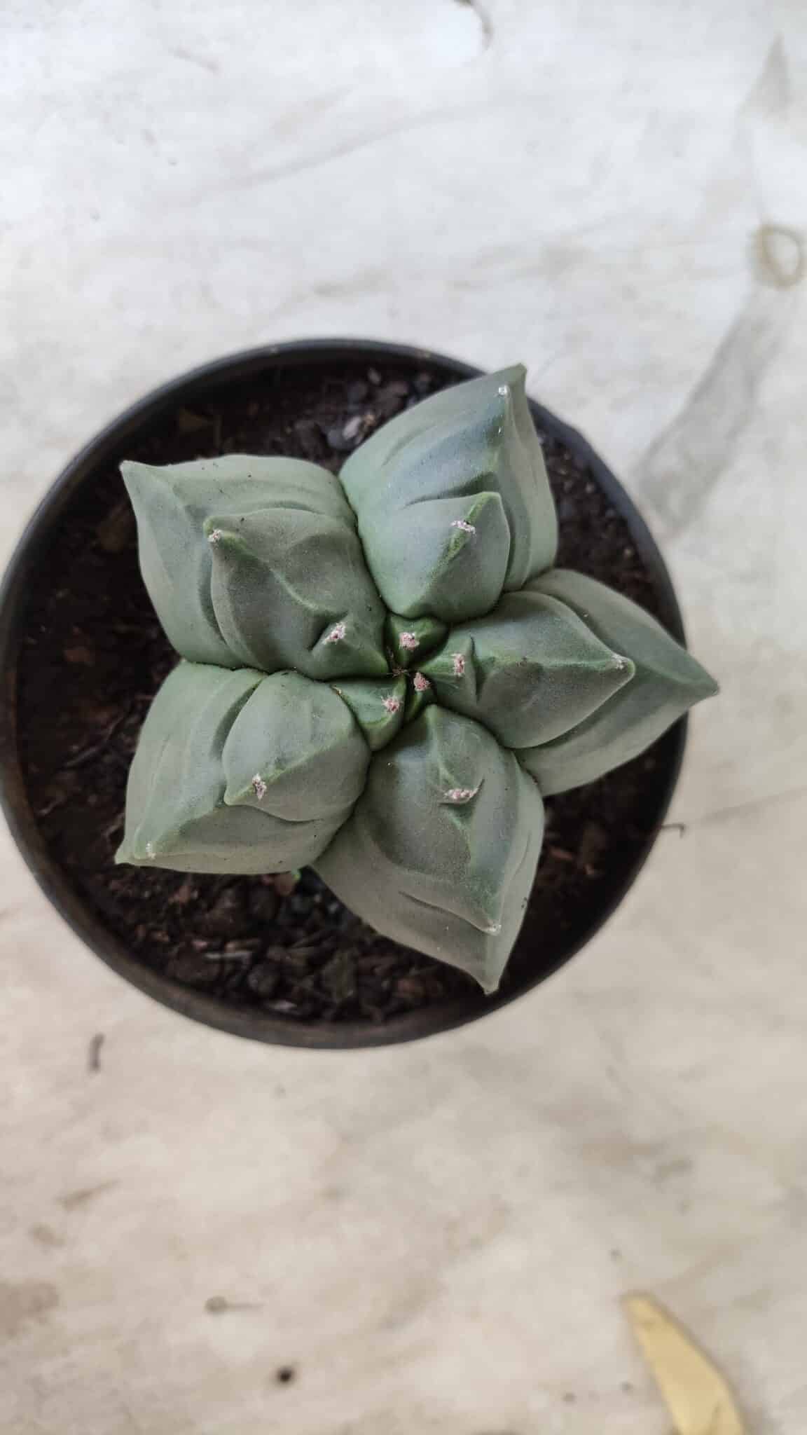 ASTROPHYTUM cv KIKKO Nº 690 – vaso 11
