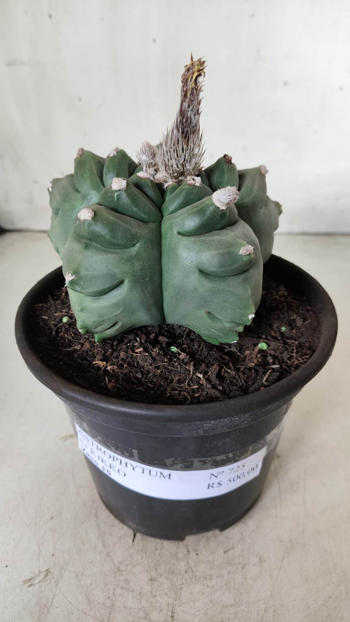 ASTROPHYTUM cv KIKKO  Nº 725 – vaso 15