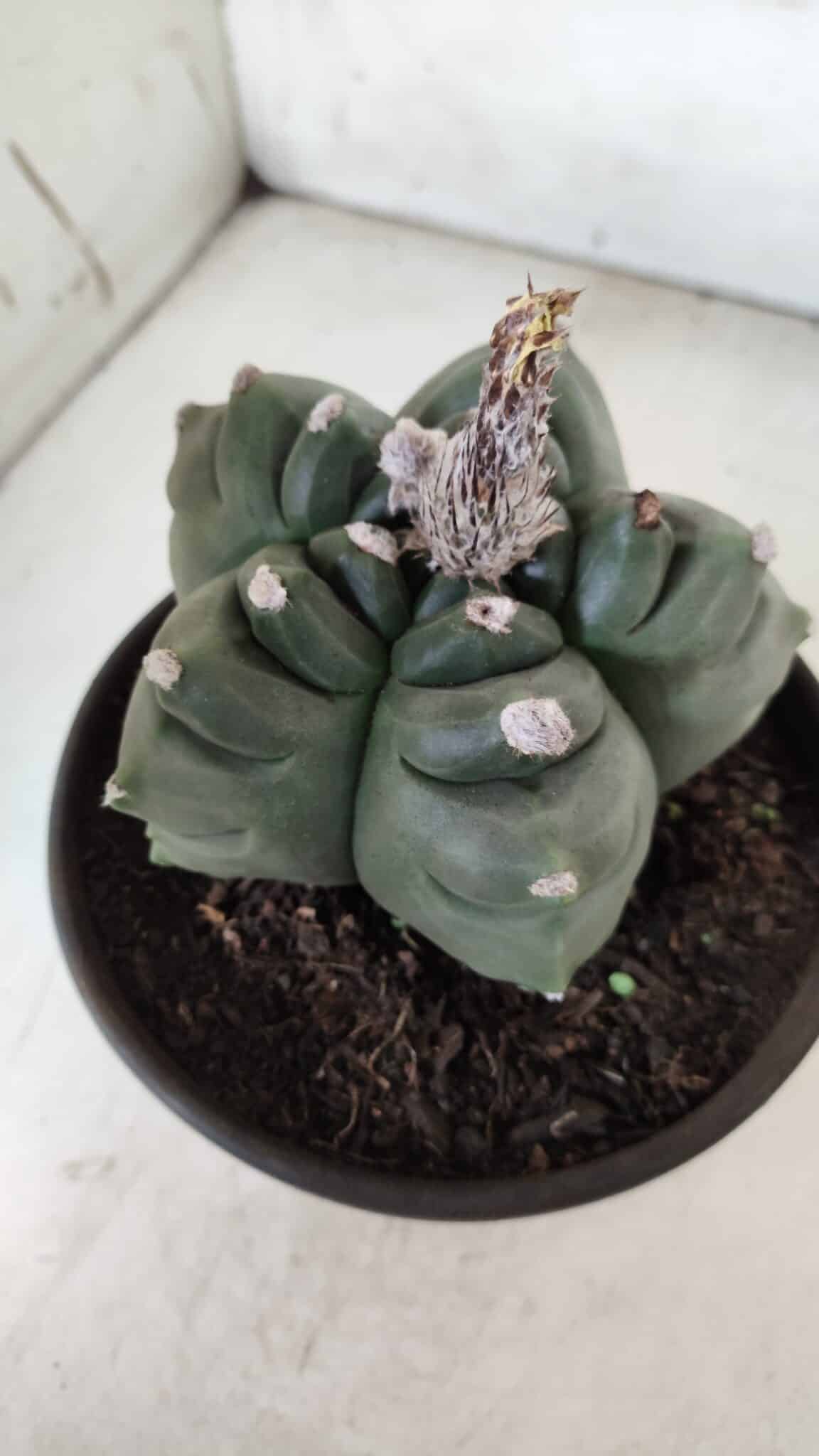 ASTROPHYTUM cv KIKKO  Nº 725 – vaso 15