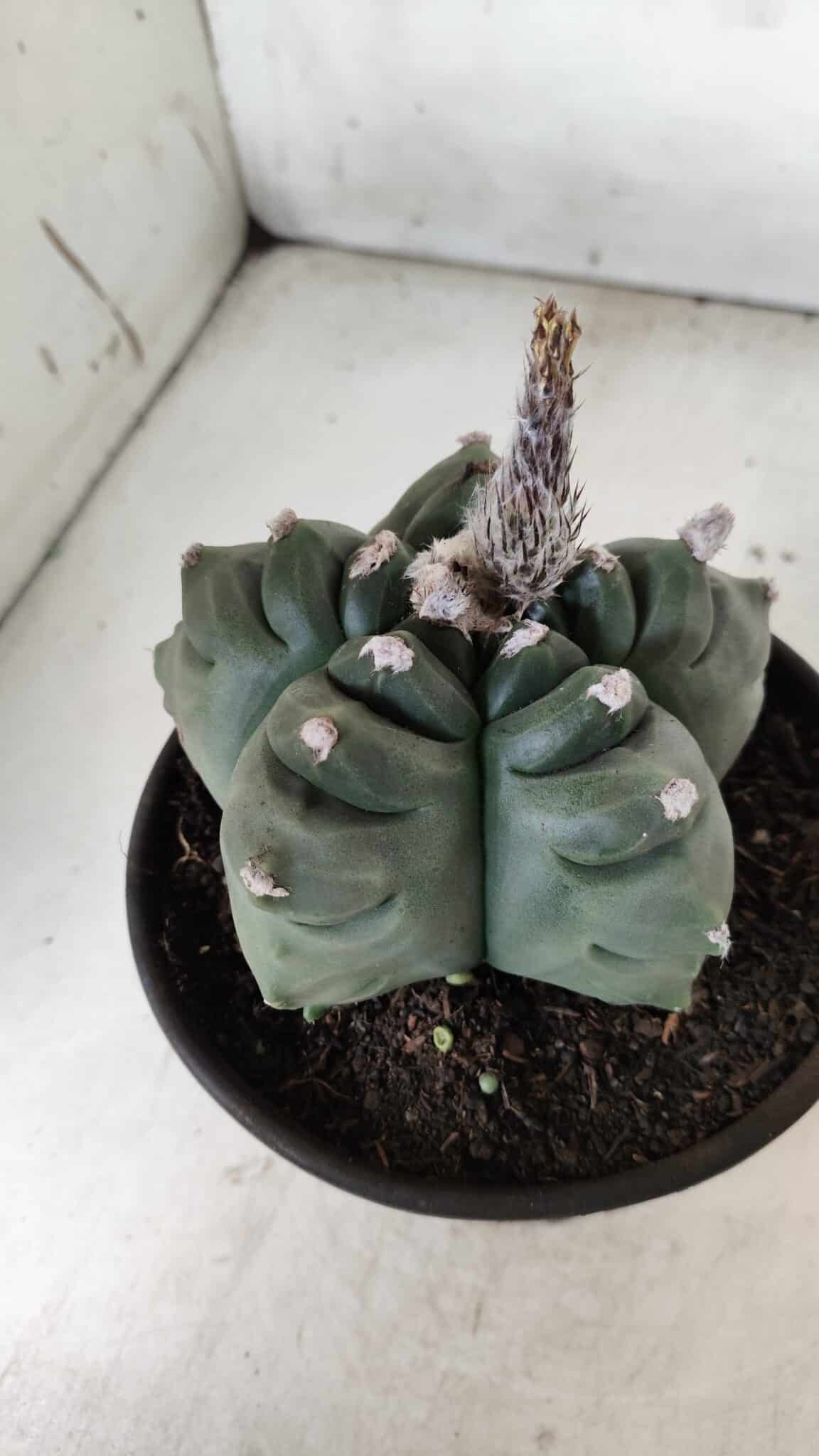 ASTROPHYTUM cv KIKKO  Nº 725 – vaso 15