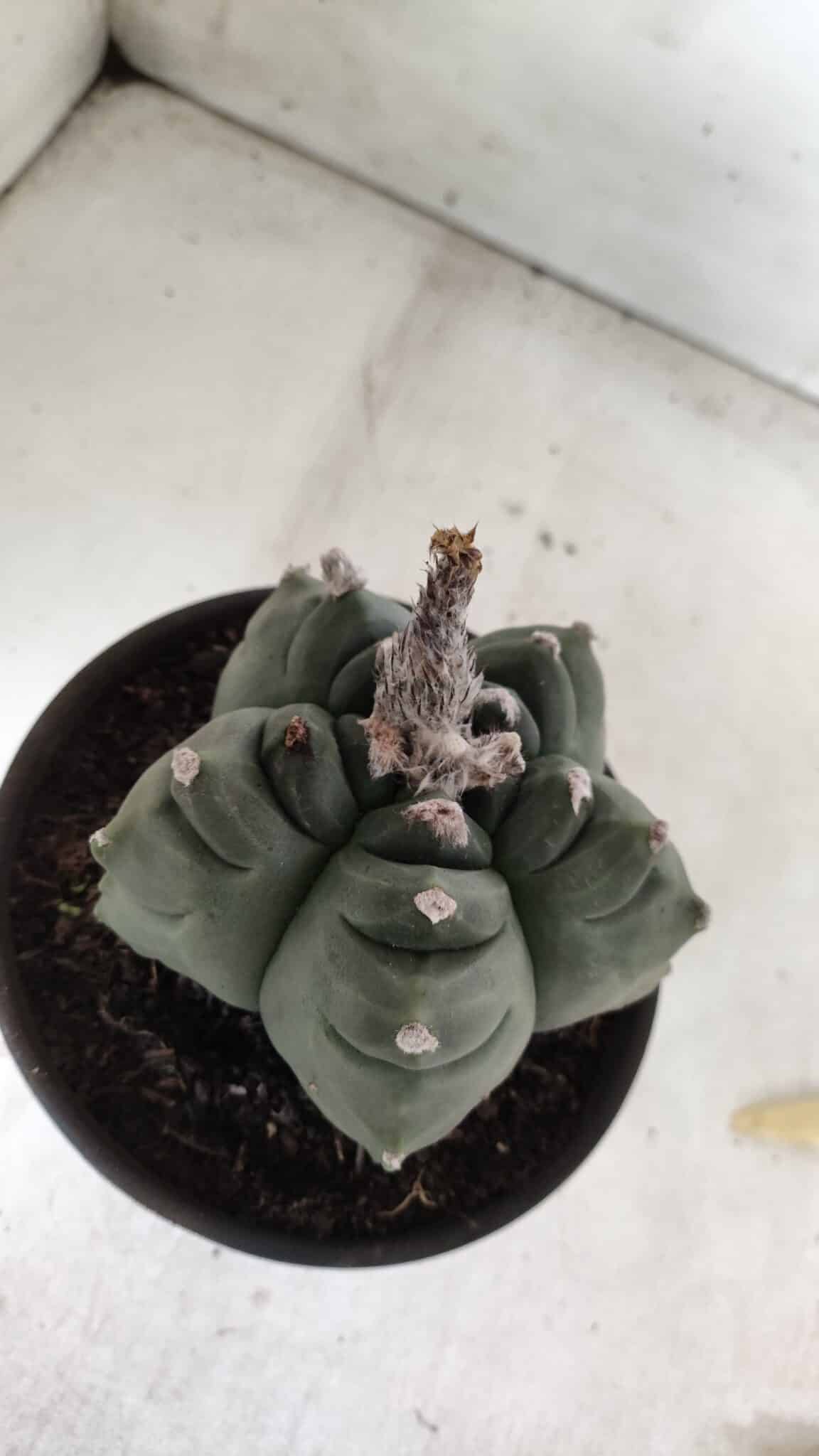 ASTROPHYTUM cv KIKKO  Nº 725 – vaso 15