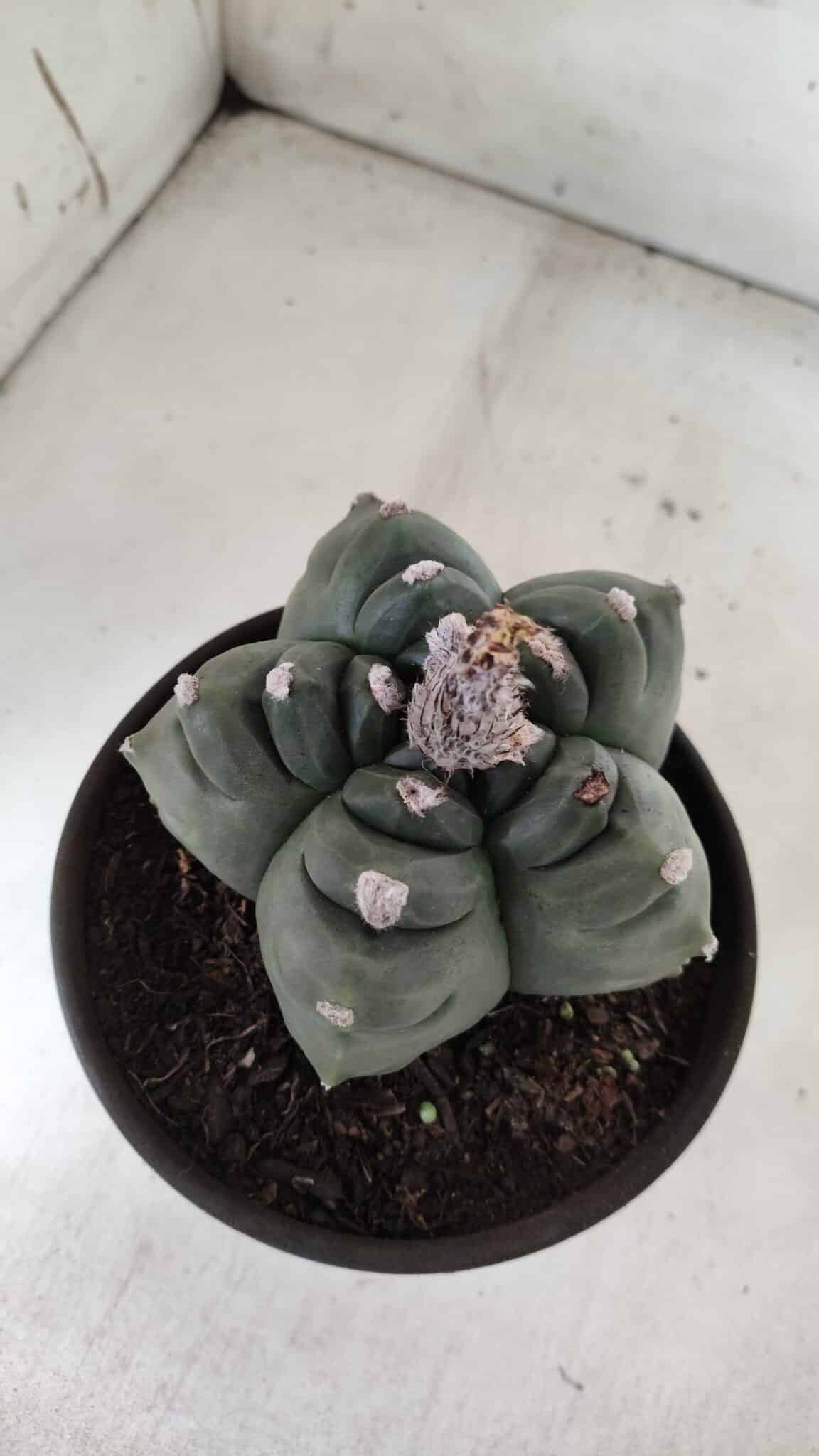 ASTROPHYTUM cv KIKKO  Nº 725 – vaso 15