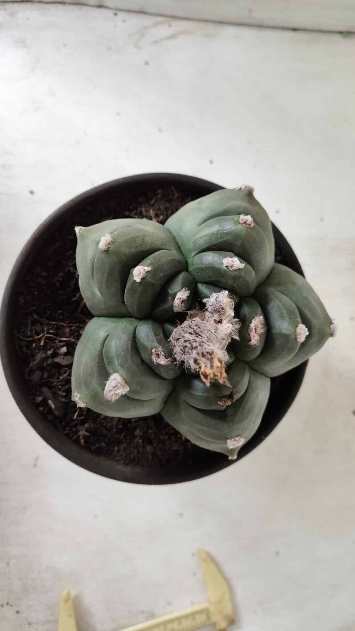 ASTROPHYTUM cv KIKKO  Nº 725 – vaso 15