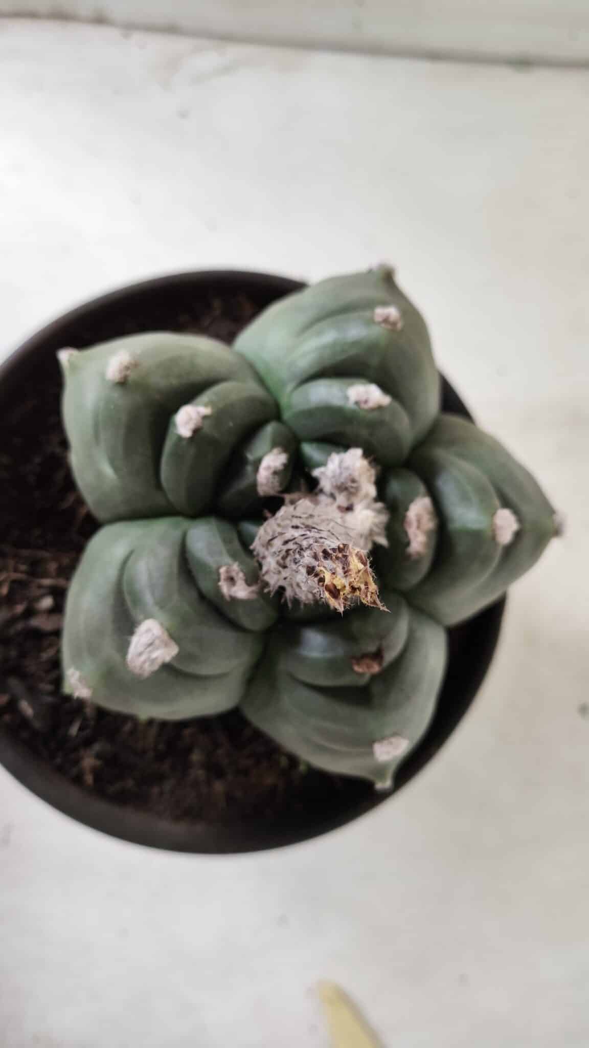 ASTROPHYTUM cv KIKKO  Nº 725 – vaso 15