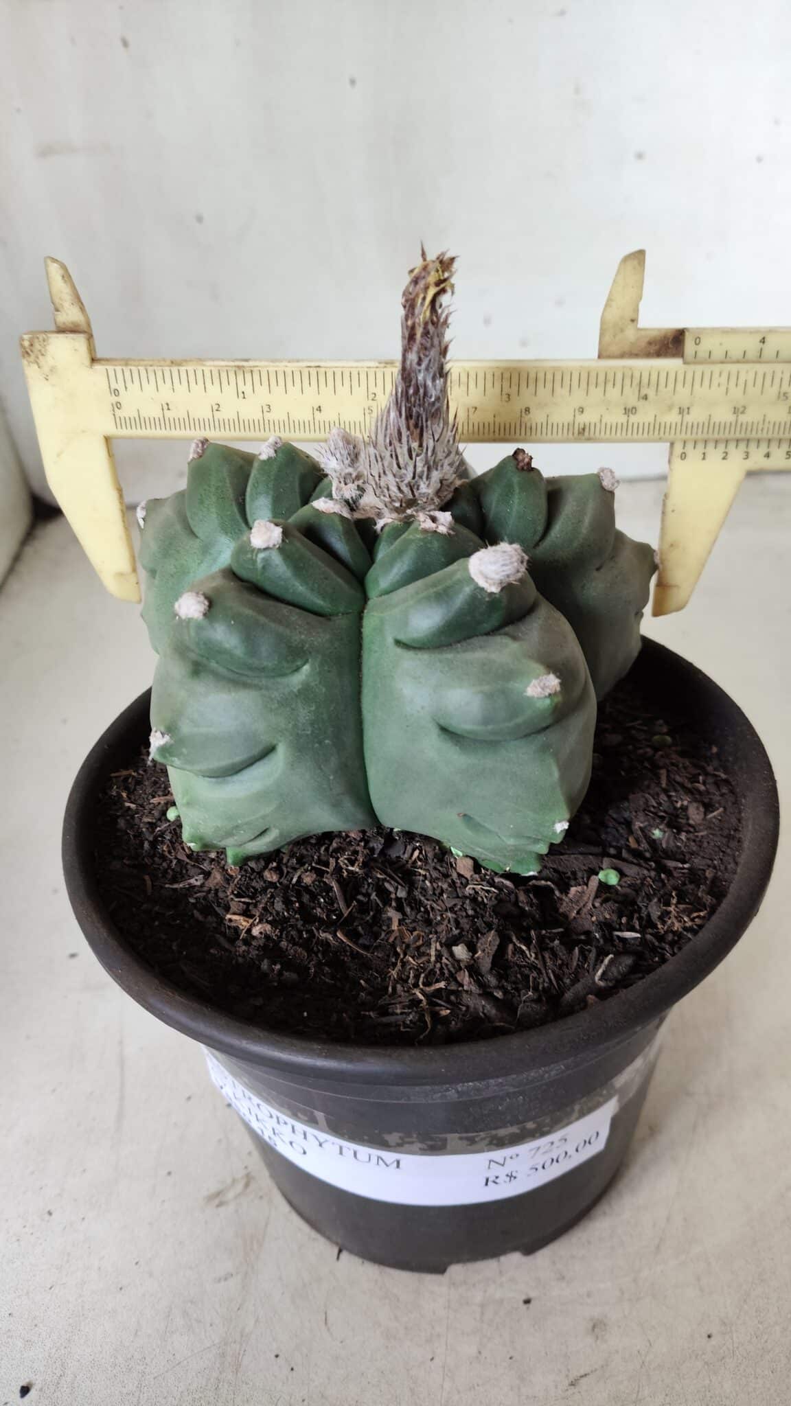 ASTROPHYTUM cv KIKKO  Nº 725 – vaso 15