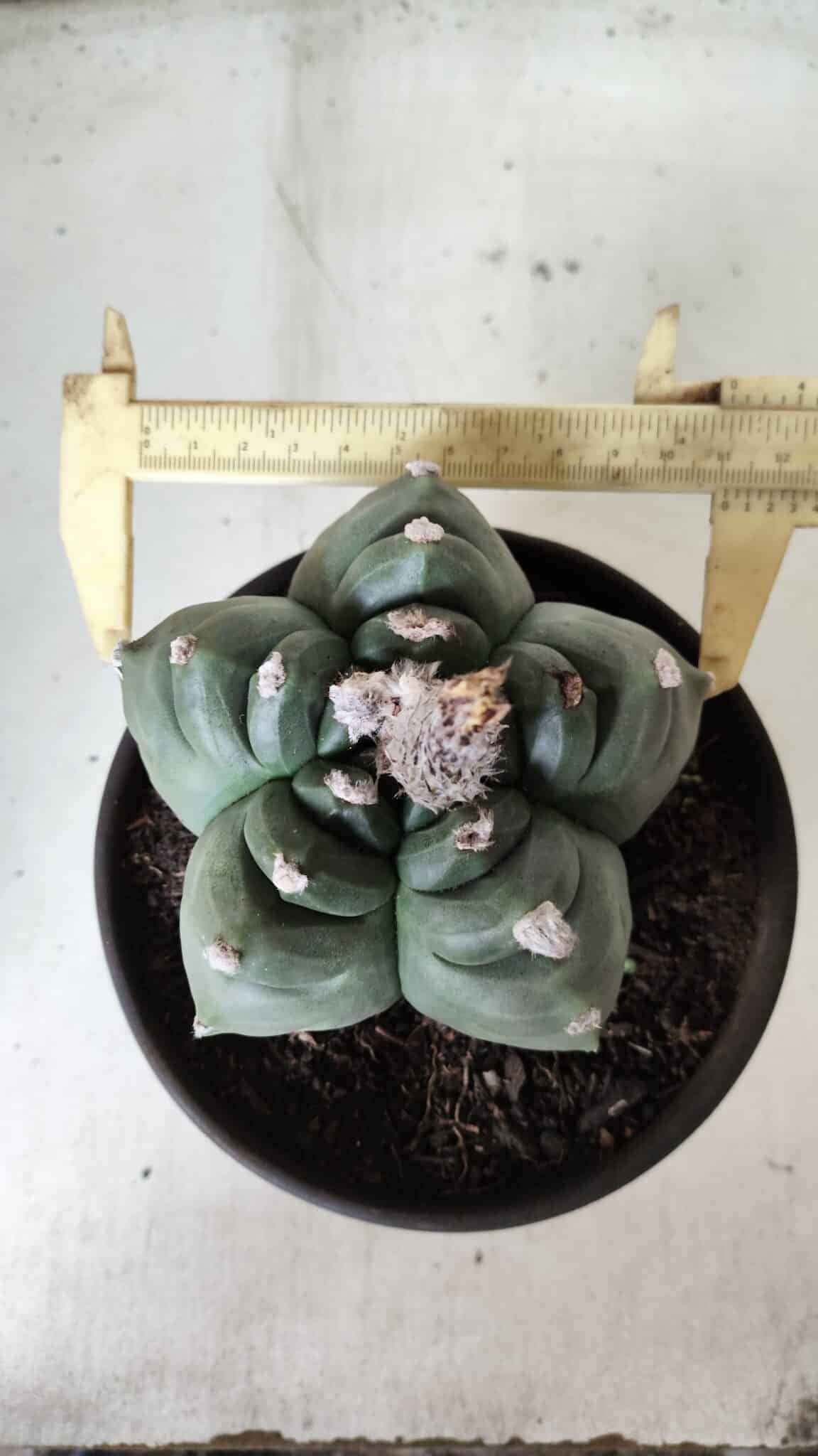 ASTROPHYTUM cv KIKKO  Nº 725 – vaso 15
