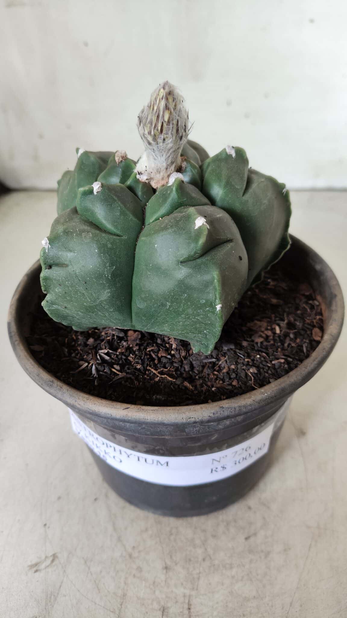 MATRIZ ASTROPHYTUM cv KIKKO  Nº 726 – vaso 15
