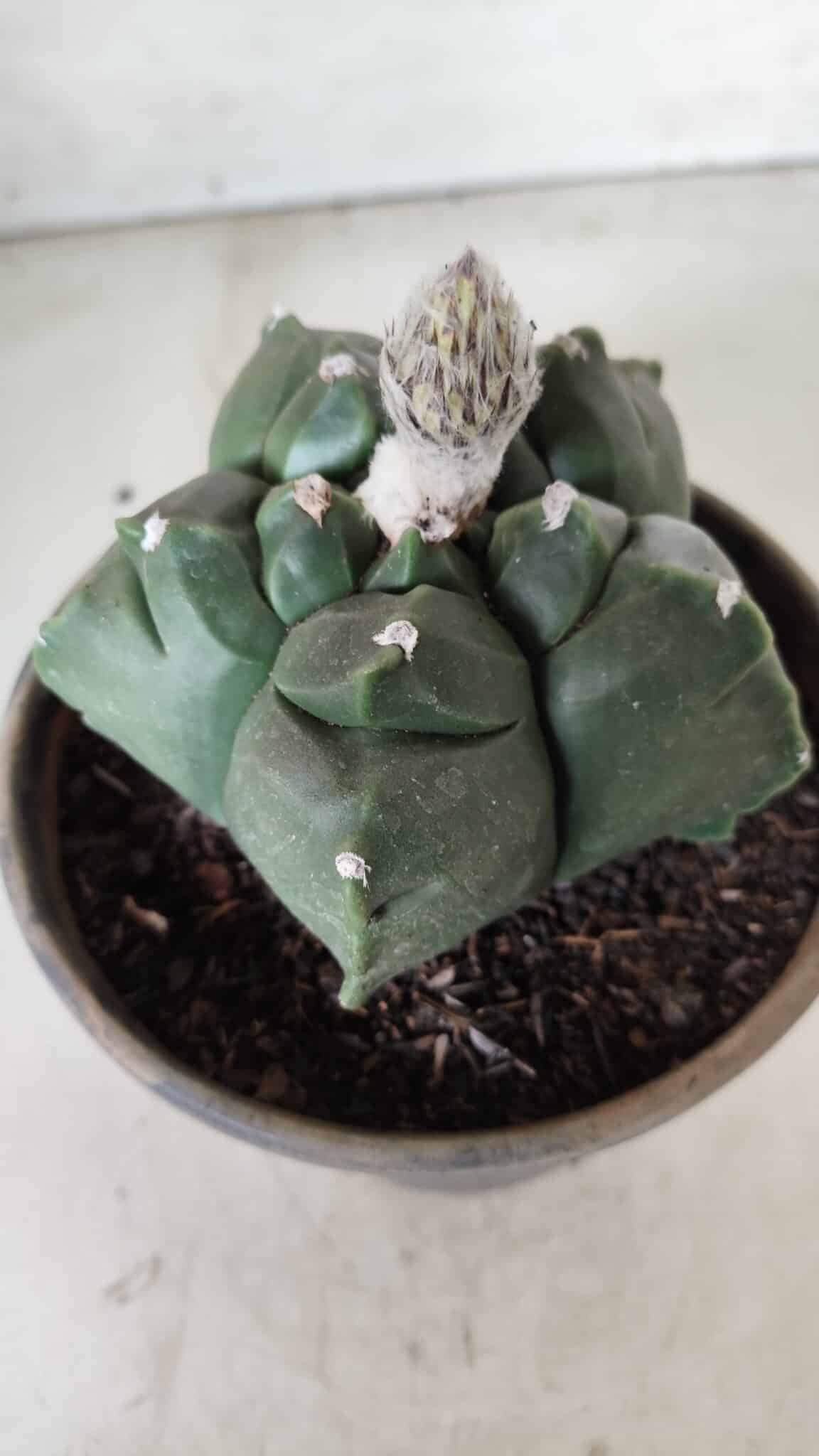 MATRIZ ASTROPHYTUM cv KIKKO  Nº 726 – vaso 15
