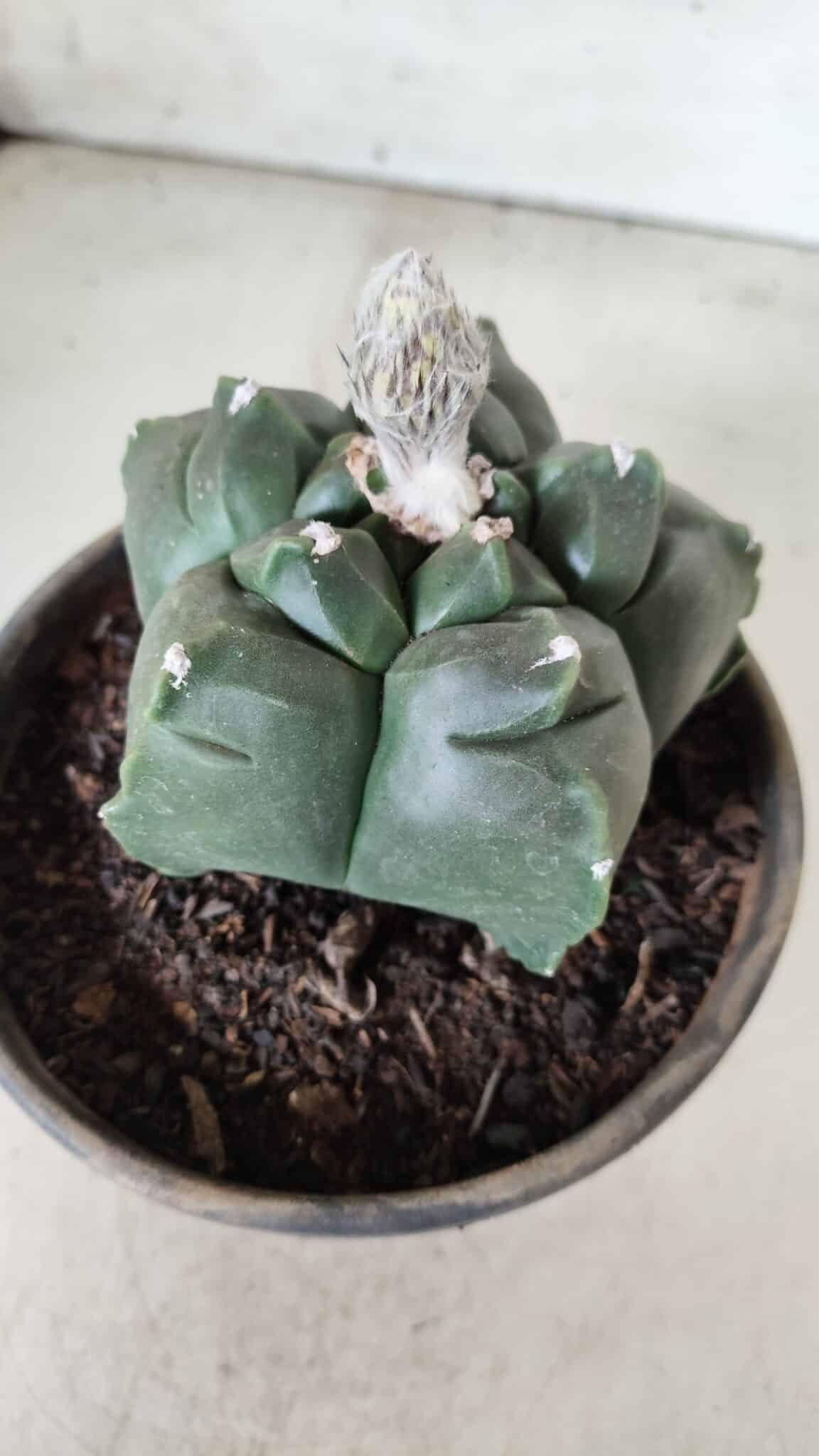 MATRIZ ASTROPHYTUM cv KIKKO  Nº 726 – vaso 15