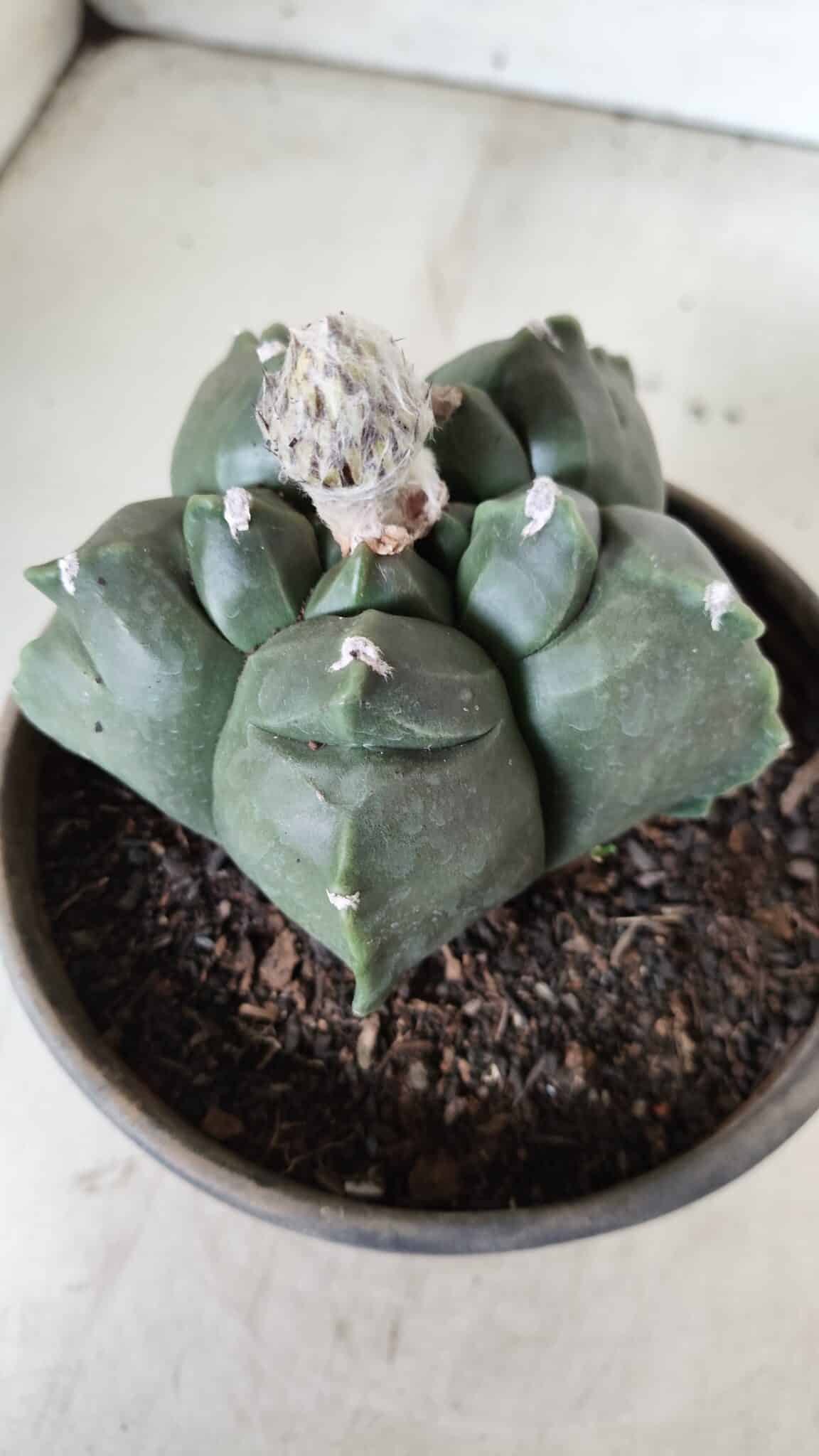 MATRIZ ASTROPHYTUM cv KIKKO  Nº 726 – vaso 15