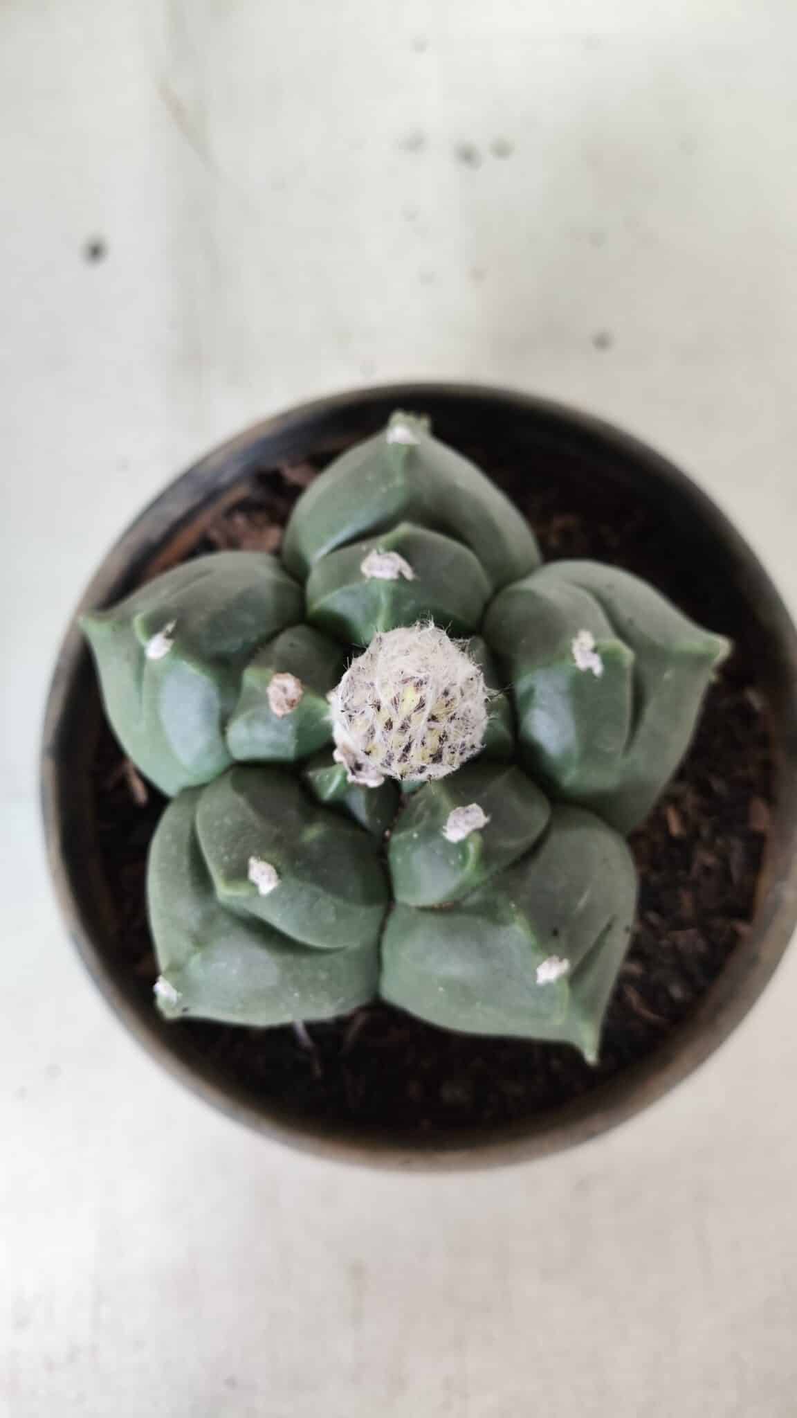 MATRIZ ASTROPHYTUM cv KIKKO  Nº 726 – vaso 15