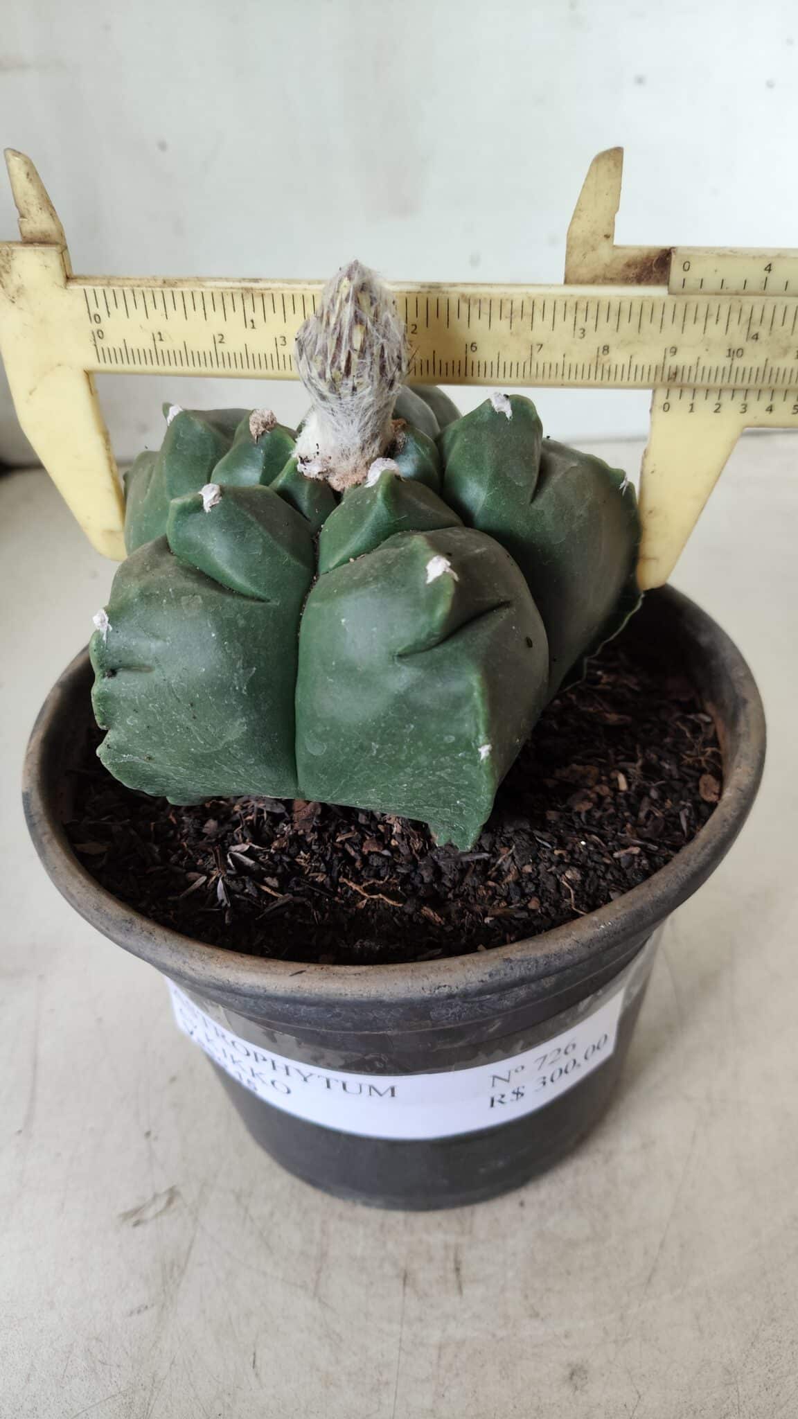 MATRIZ ASTROPHYTUM cv KIKKO  Nº 726 – vaso 15