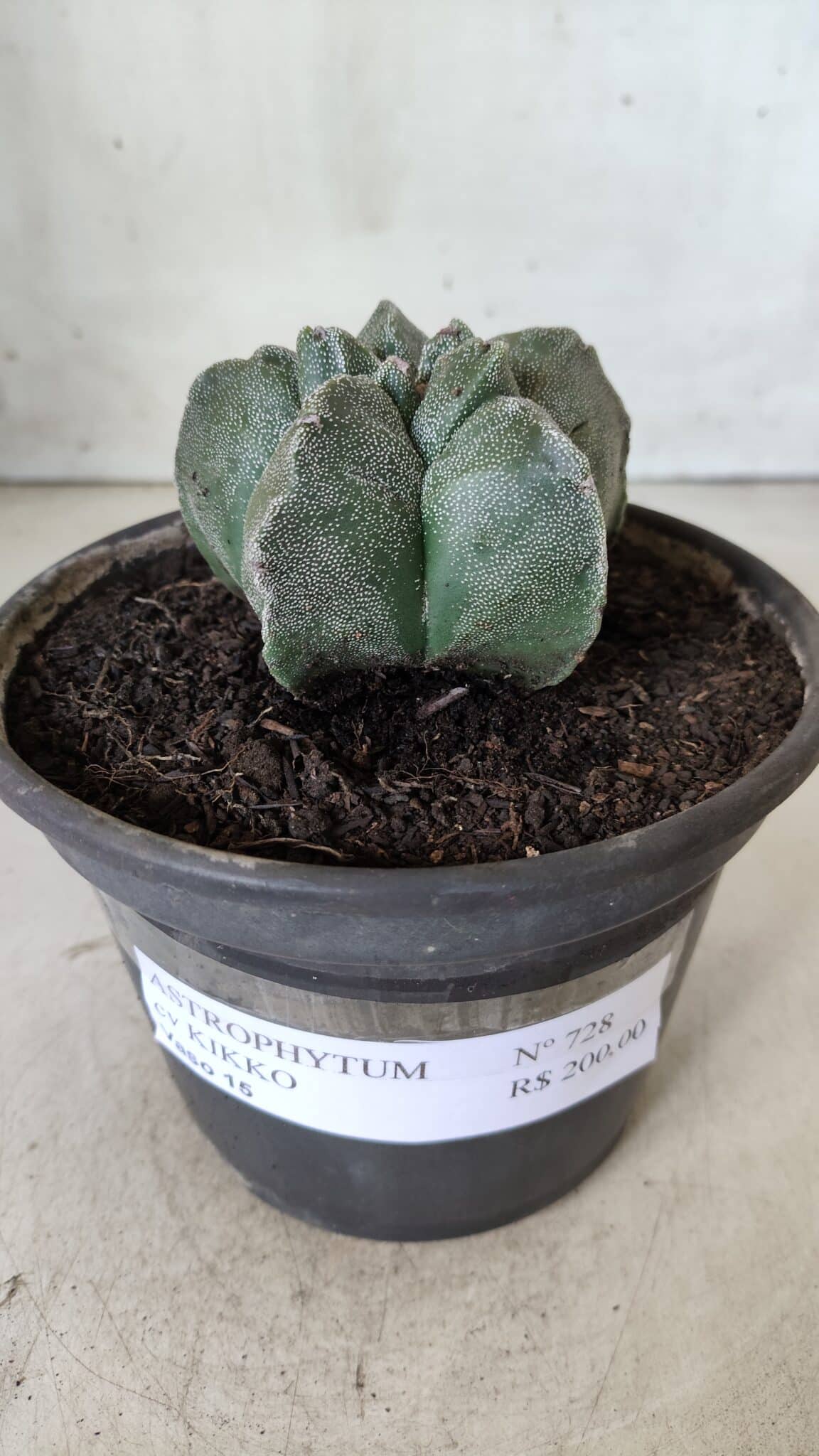 MATRIZ ASTROPHYTUM cv KIKKO  Nº 728 – vaso 15