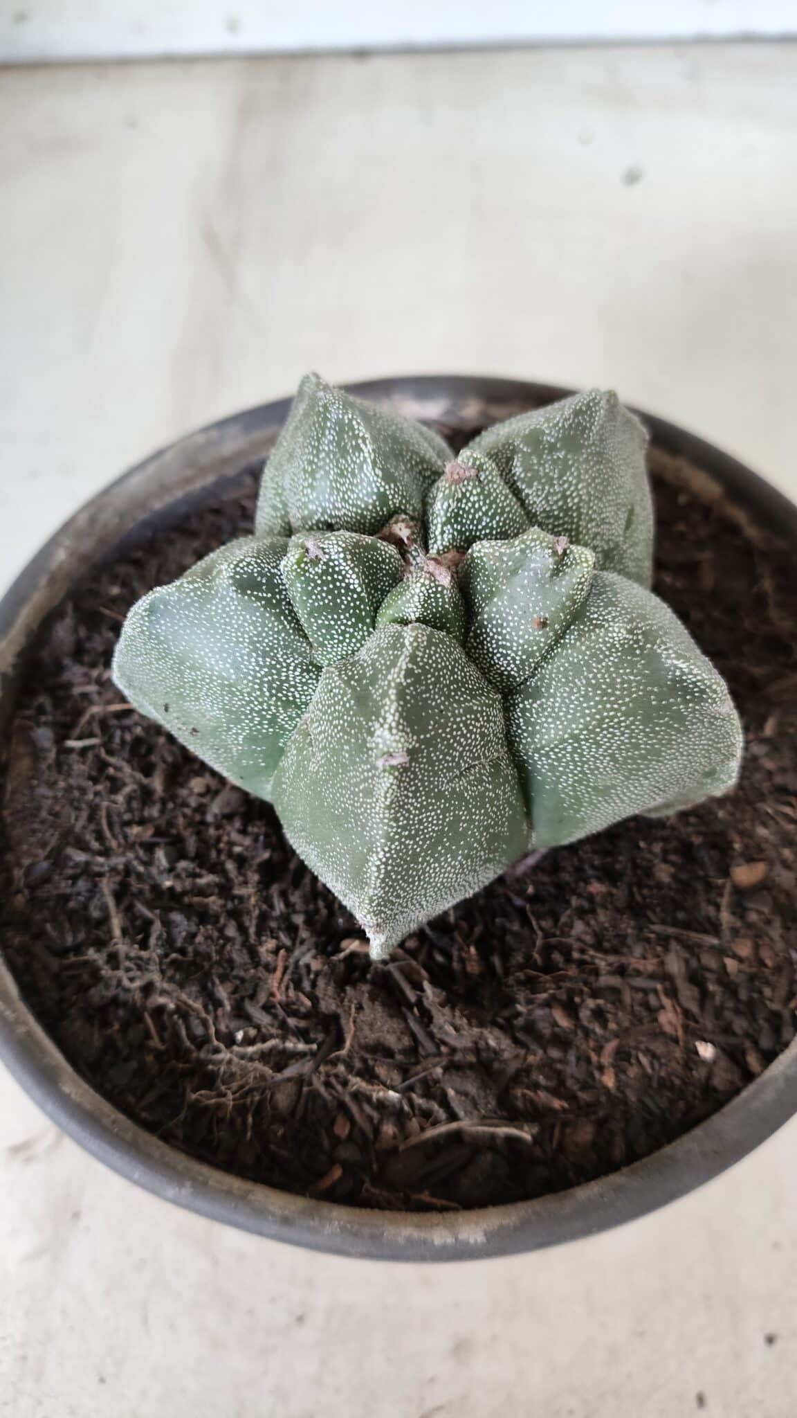 MATRIZ ASTROPHYTUM cv KIKKO  Nº 728 – vaso 15