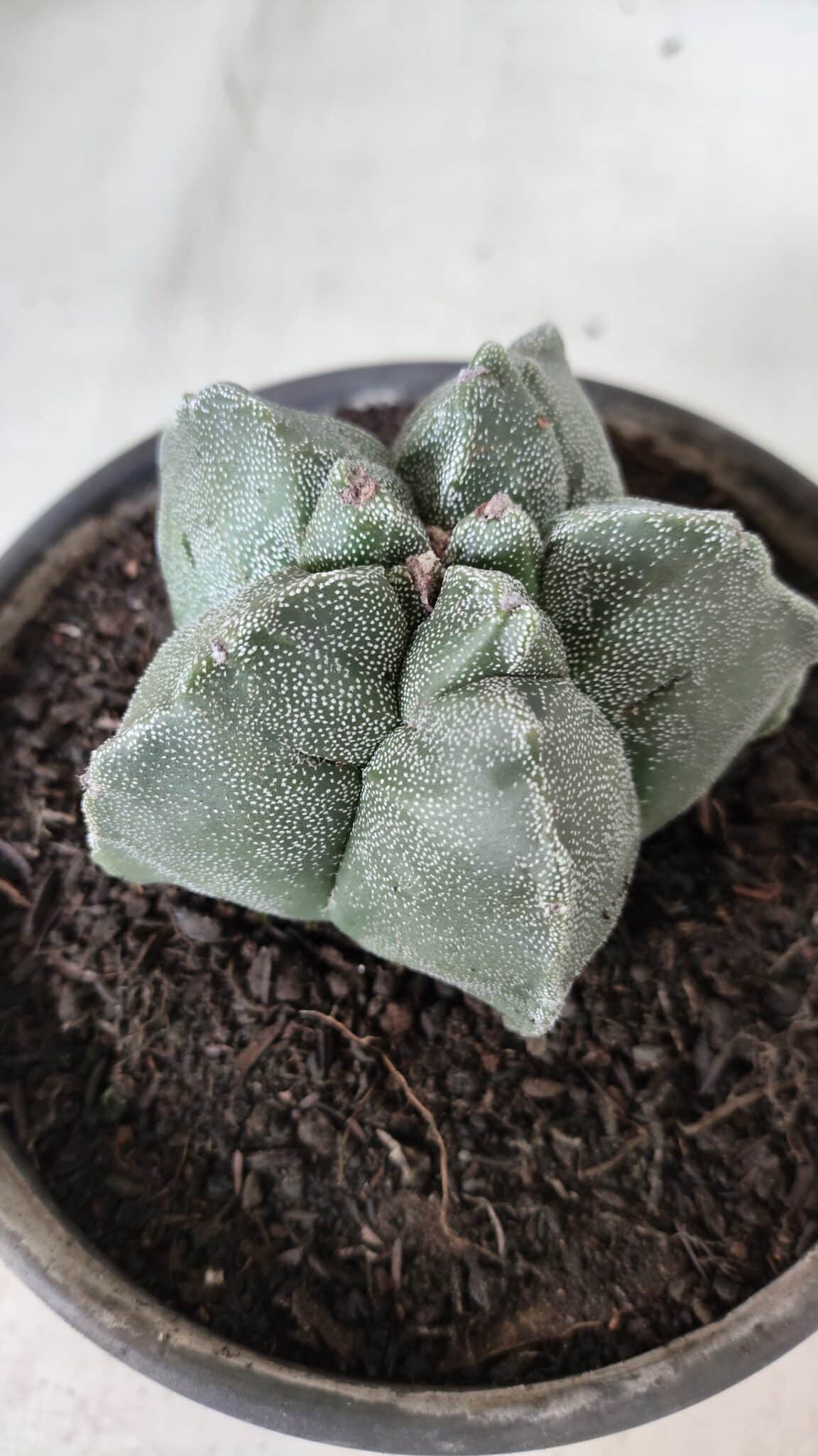 MATRIZ ASTROPHYTUM cv KIKKO  Nº 728 – vaso 15