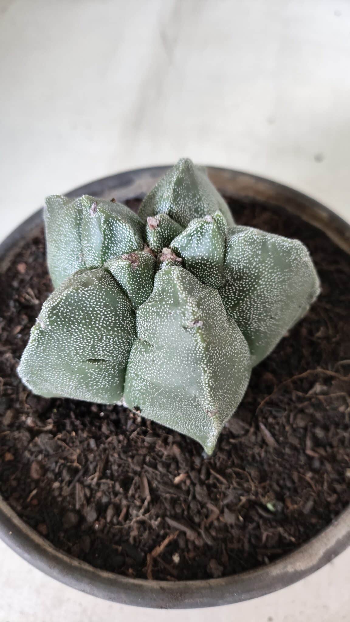 MATRIZ ASTROPHYTUM cv KIKKO  Nº 728 – vaso 15