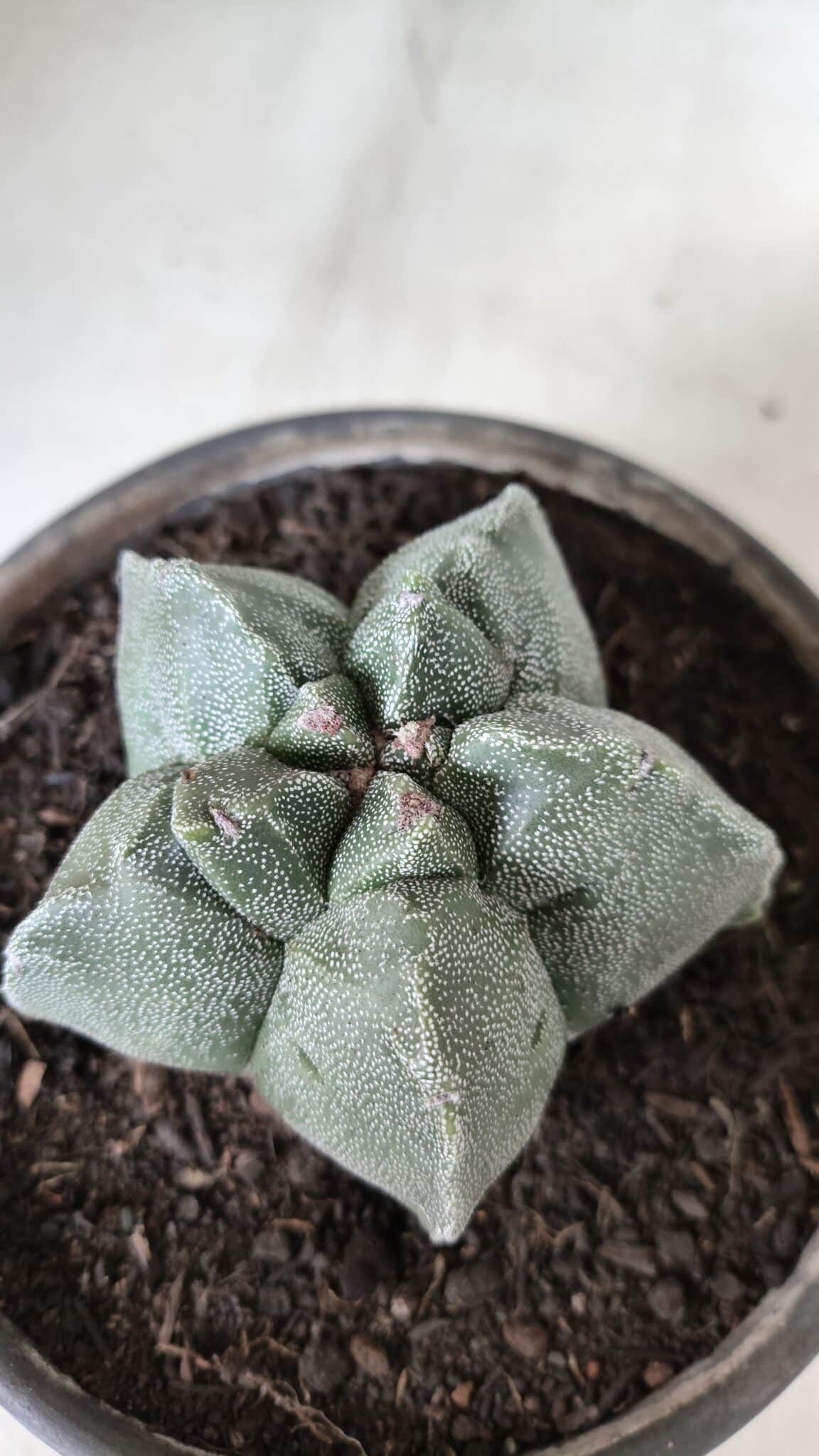 MATRIZ ASTROPHYTUM cv KIKKO  Nº 728 – vaso 15