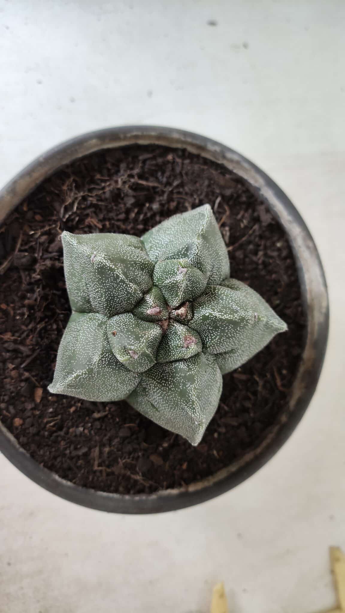 MATRIZ ASTROPHYTUM cv KIKKO  Nº 728 – vaso 15
