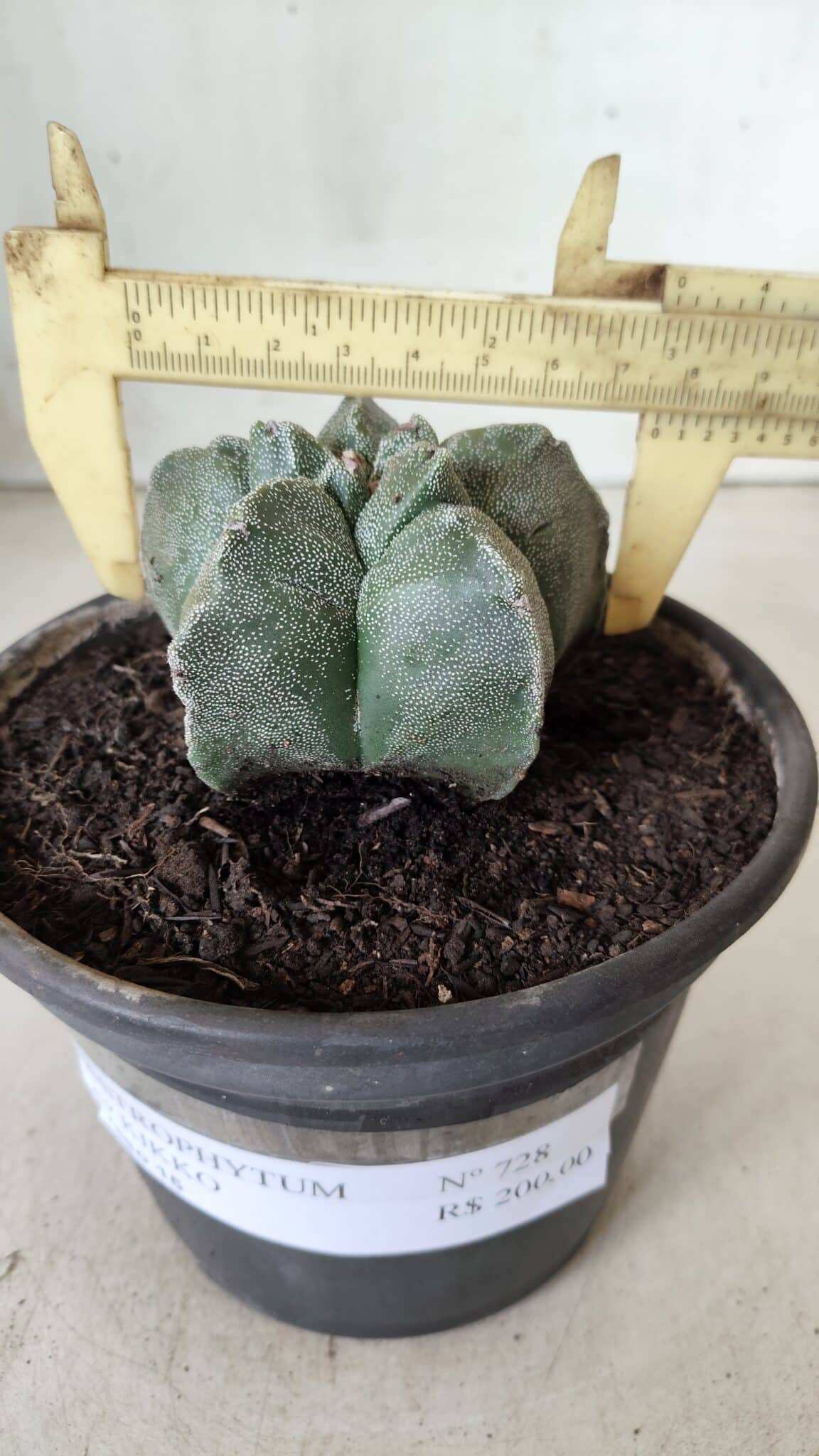 MATRIZ ASTROPHYTUM cv KIKKO  Nº 728 – vaso 15