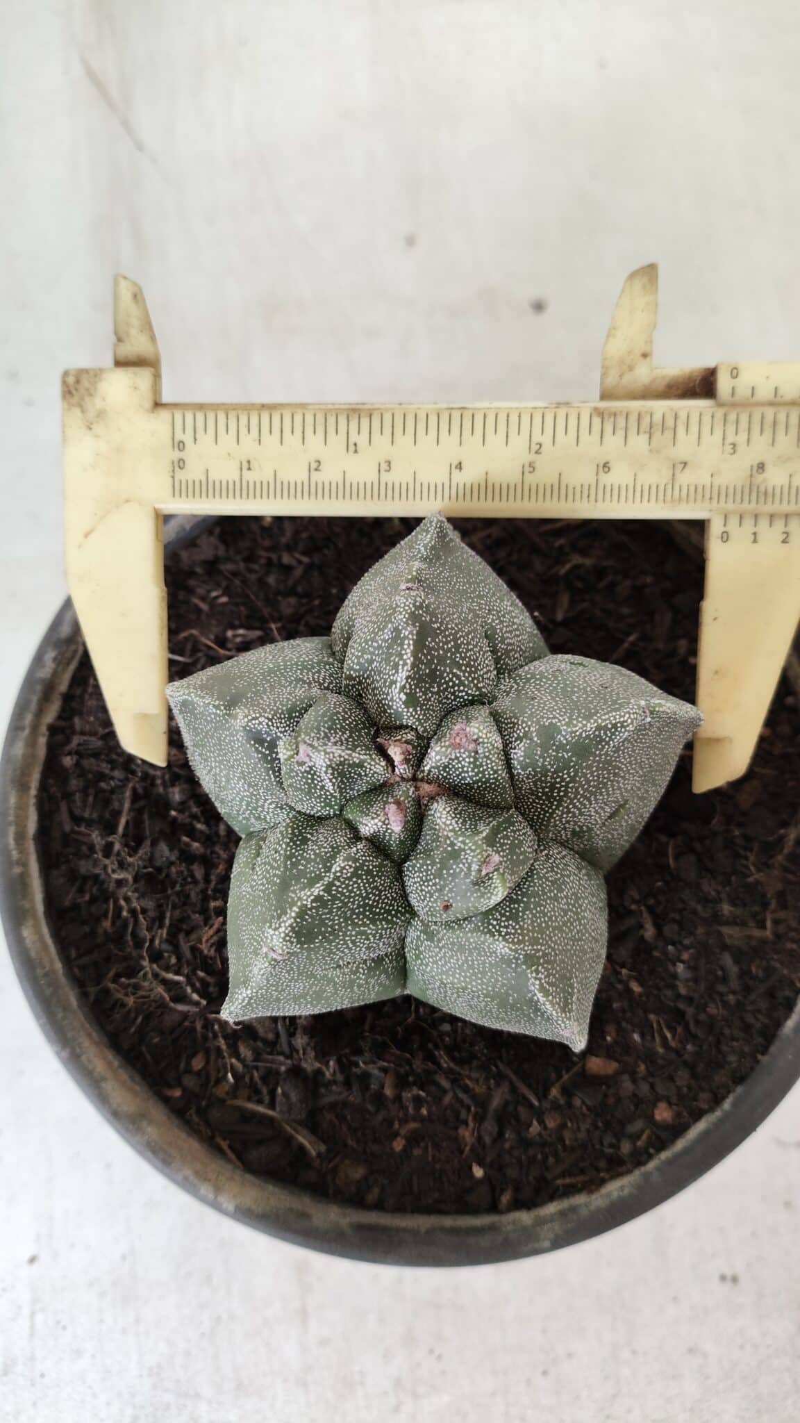MATRIZ ASTROPHYTUM cv KIKKO  Nº 728 – vaso 15