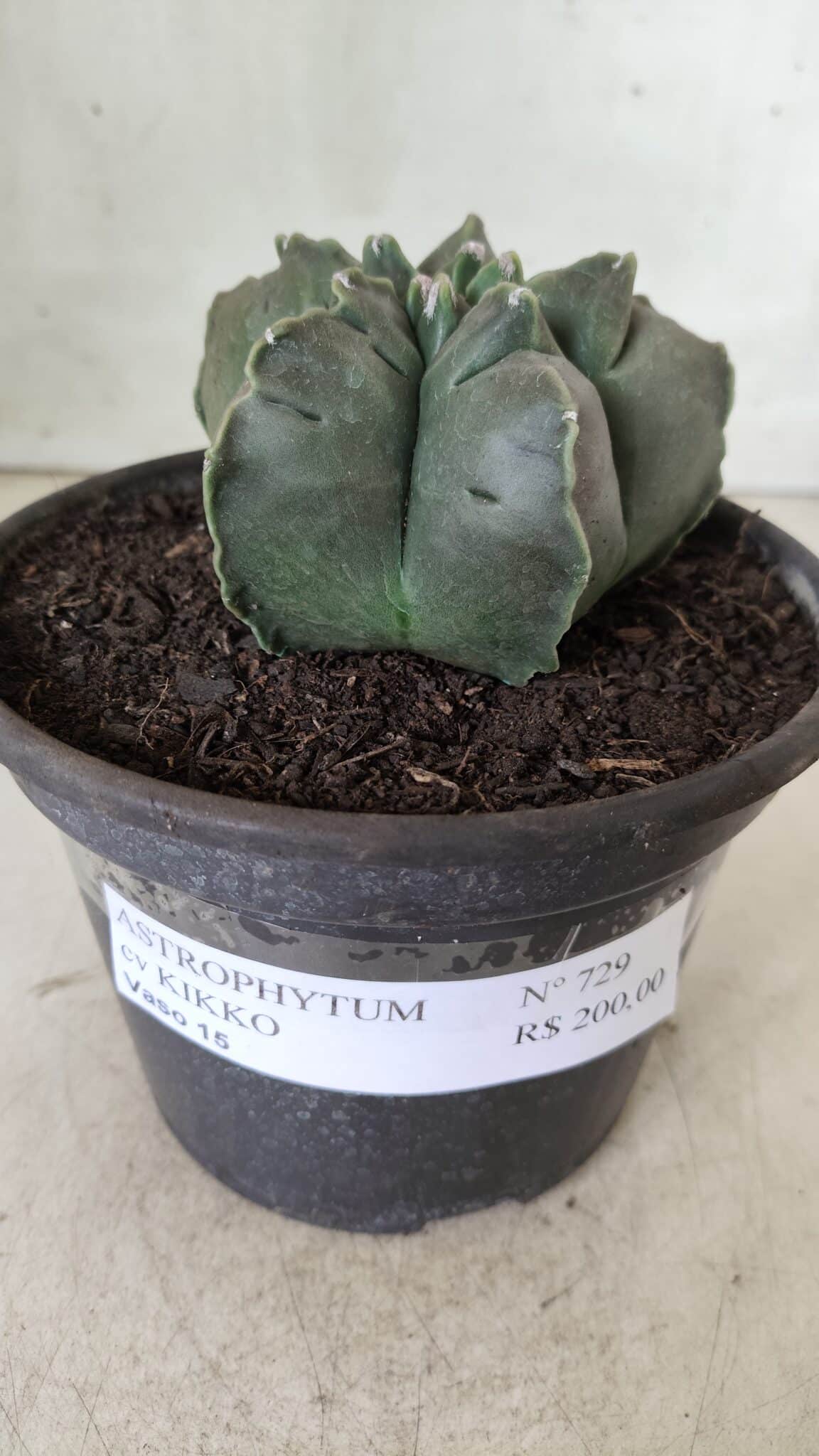 MATRIZ ASTROPHYTUM cv KIKKO  Nº 729 – vaso 15