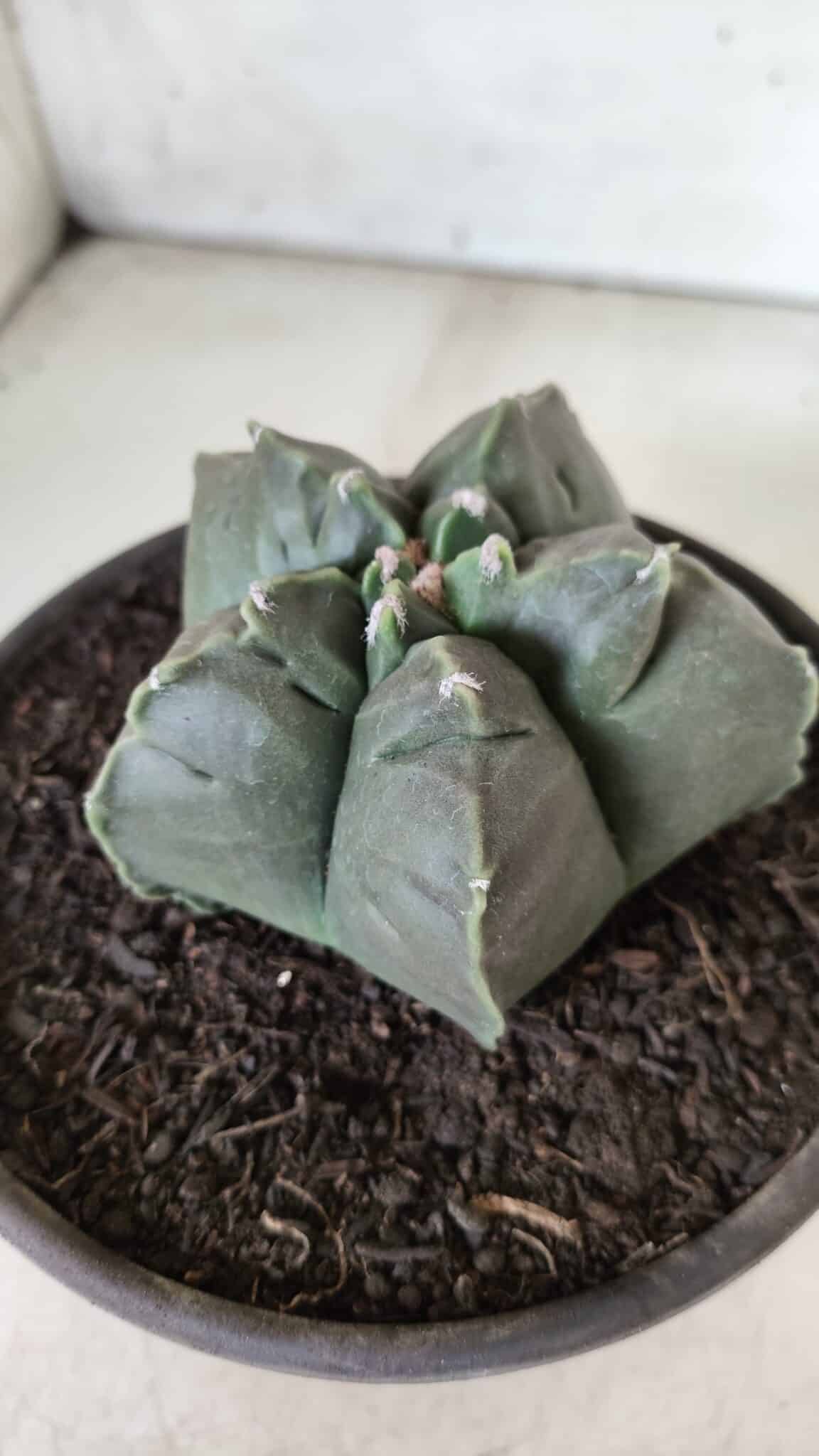 MATRIZ ASTROPHYTUM cv KIKKO  Nº 729 – vaso 15