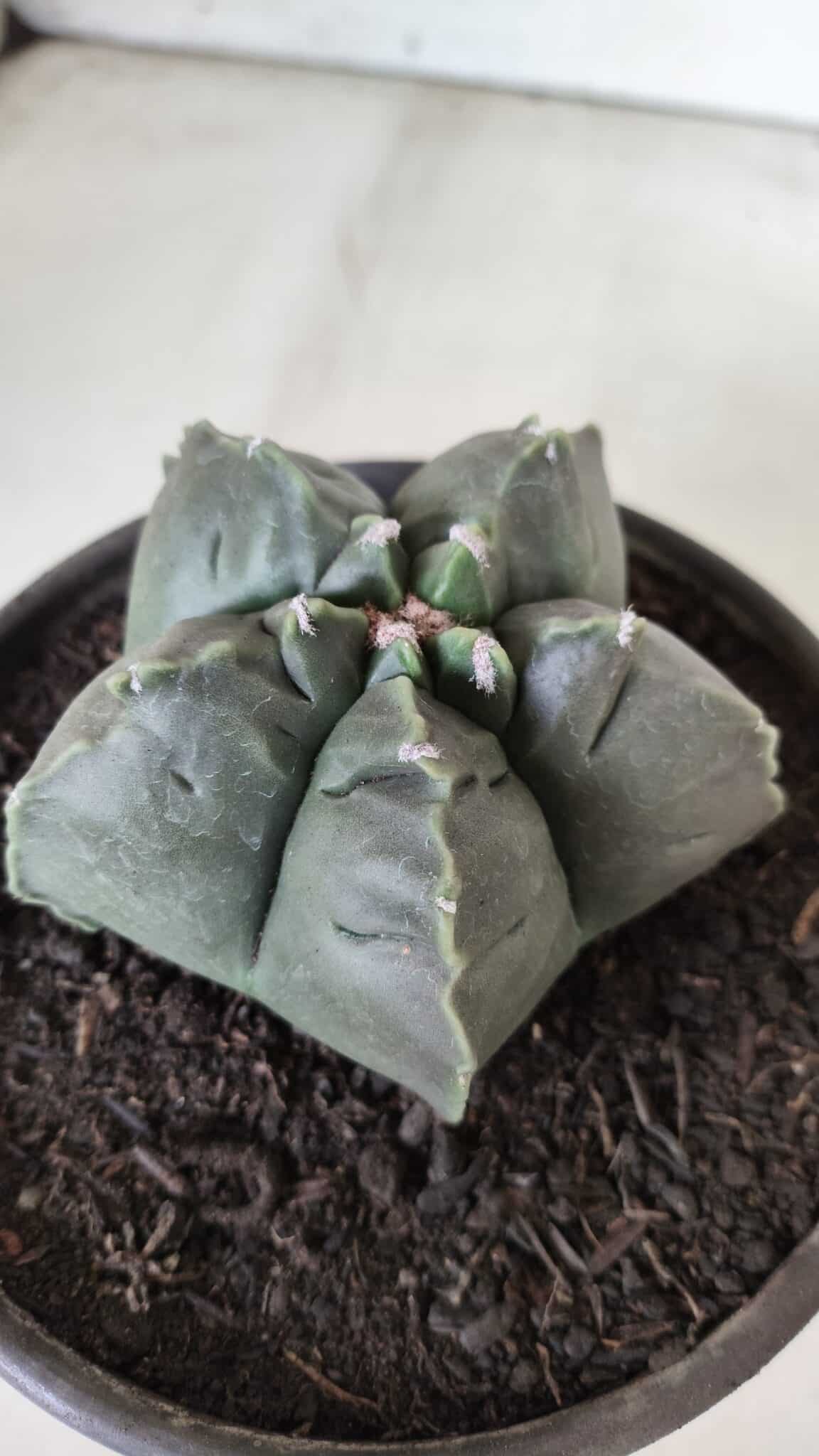 MATRIZ ASTROPHYTUM cv KIKKO  Nº 729 – vaso 15