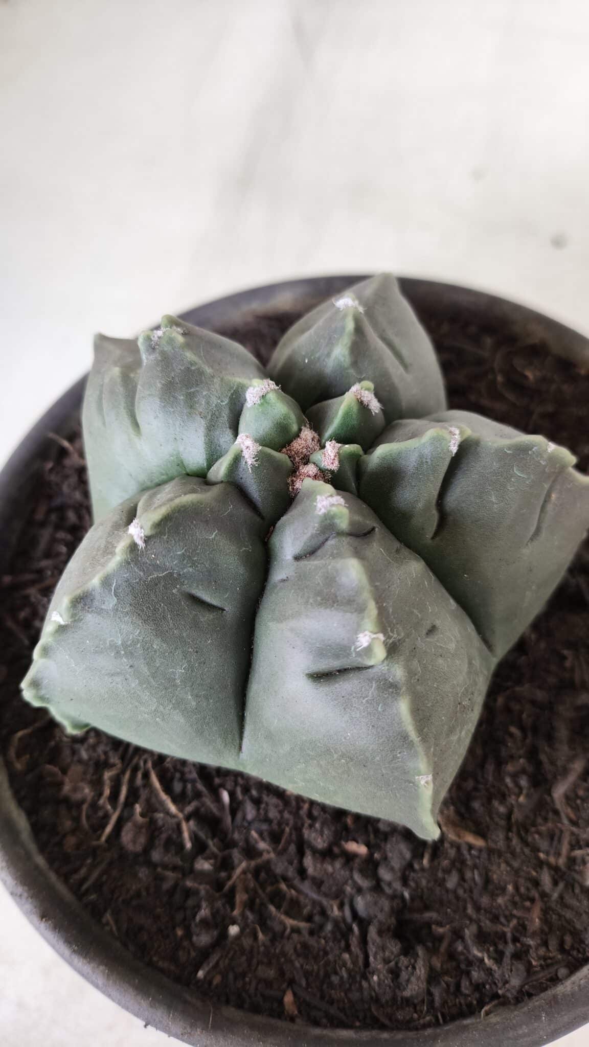 MATRIZ ASTROPHYTUM cv KIKKO  Nº 729 – vaso 15
