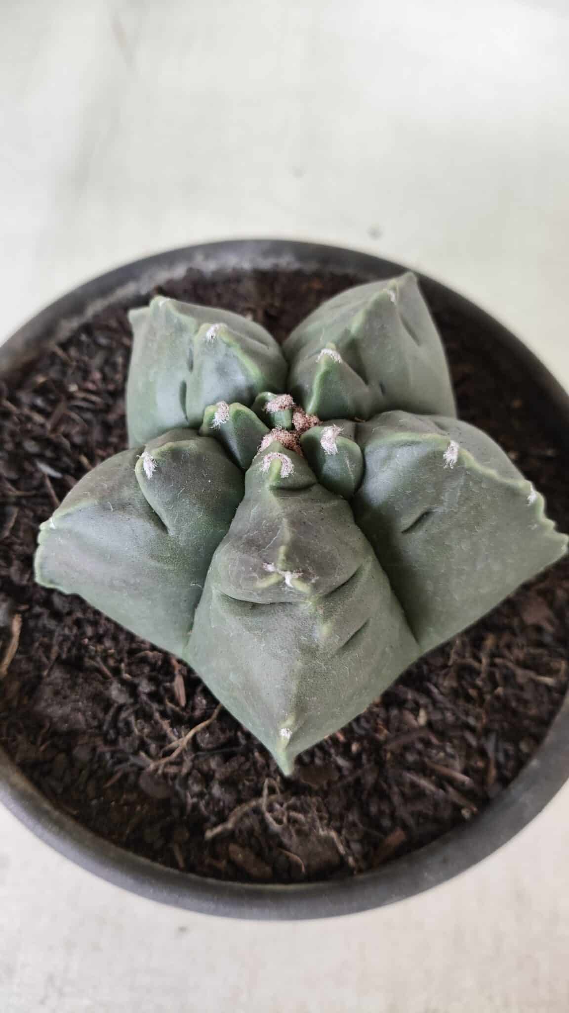 MATRIZ ASTROPHYTUM cv KIKKO  Nº 729 – vaso 15