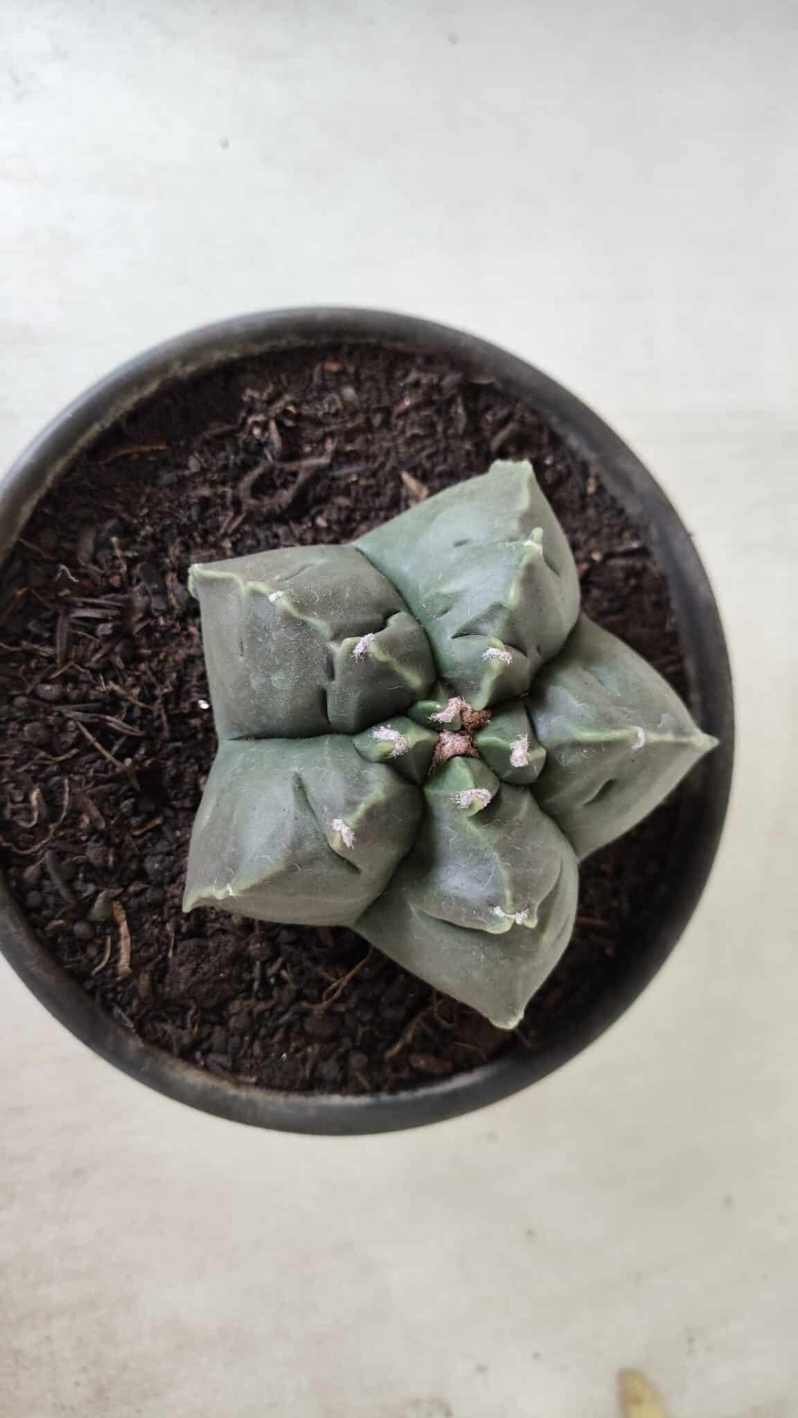 MATRIZ ASTROPHYTUM cv KIKKO  Nº 729 – vaso 15