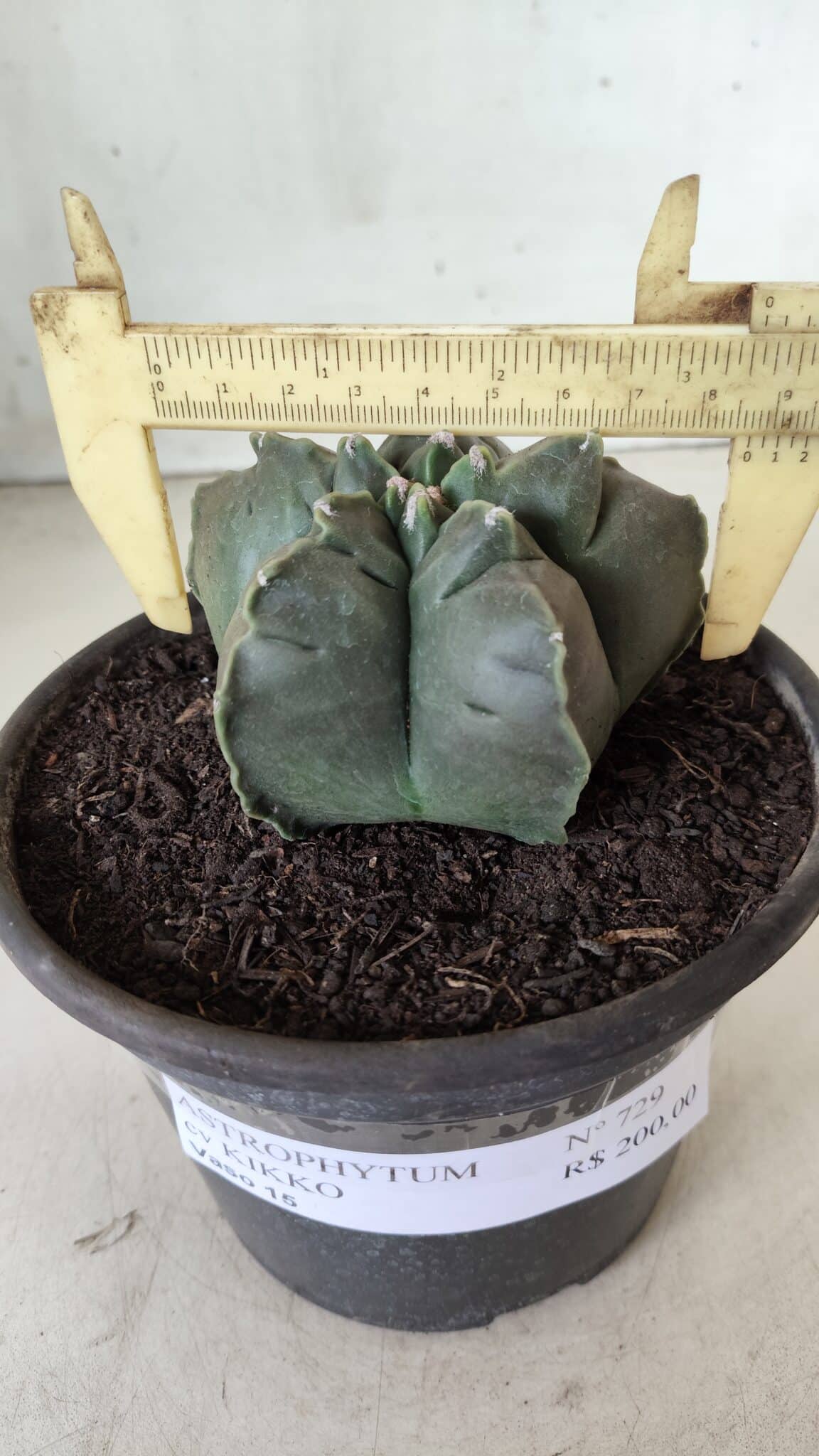 MATRIZ ASTROPHYTUM cv KIKKO  Nº 729 – vaso 15