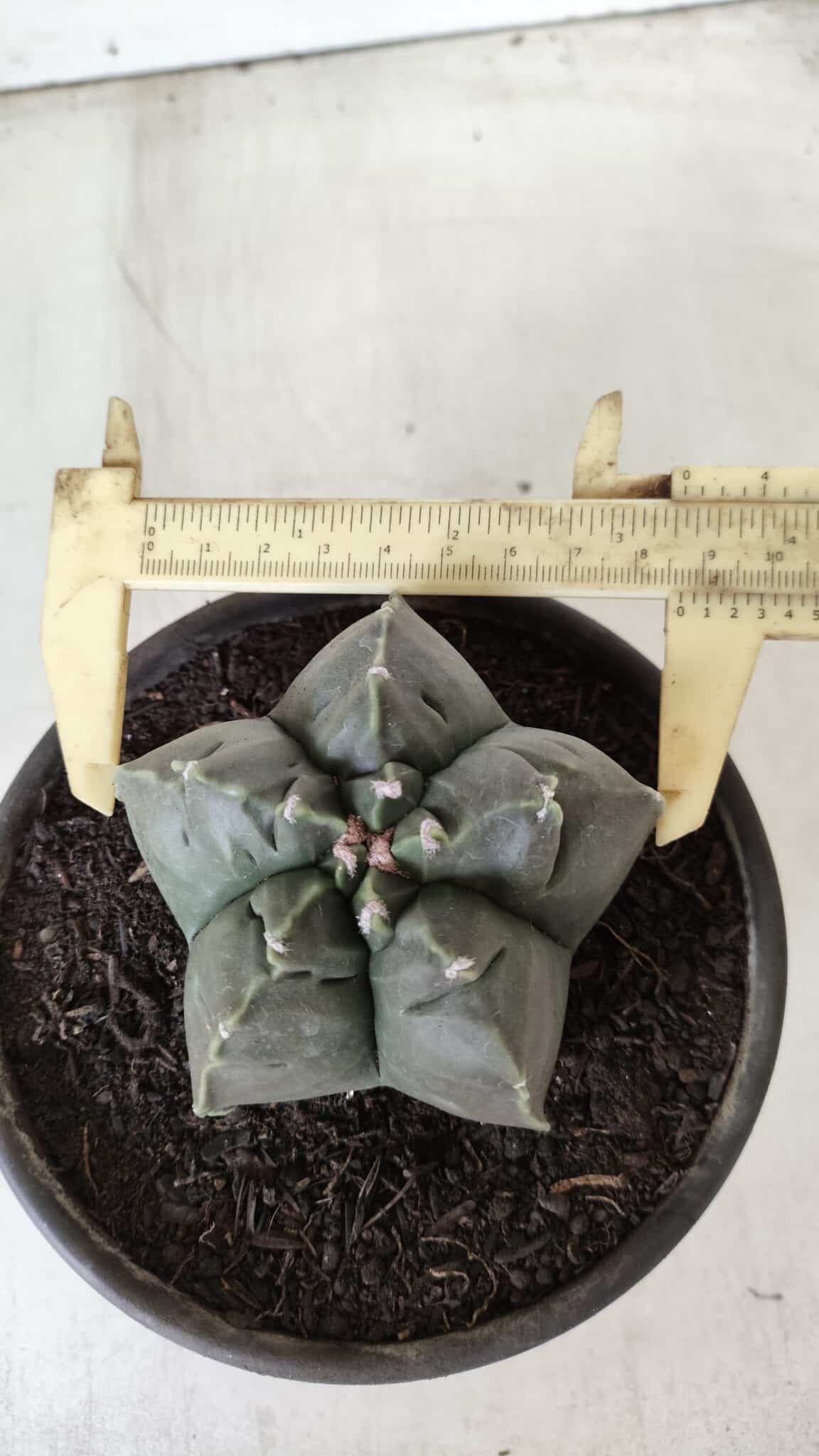 MATRIZ ASTROPHYTUM cv KIKKO  Nº 729 – vaso 15