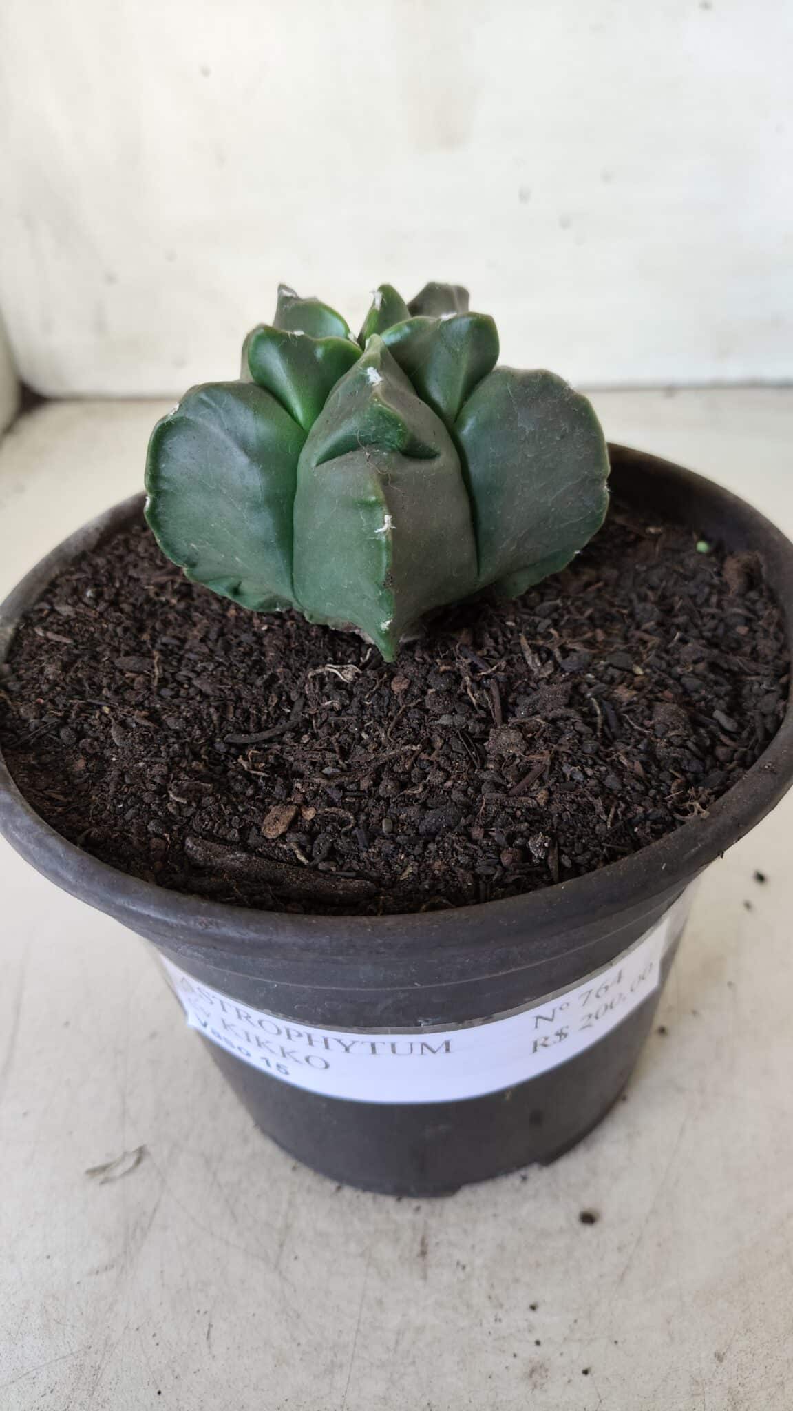 MATRIZ ASTROPHYTUM cv KIKKO  Nº 764 – vaso 15
