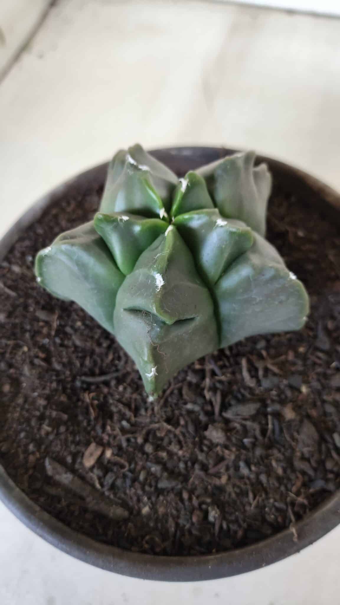 MATRIZ ASTROPHYTUM cv KIKKO  Nº 764 – vaso 15