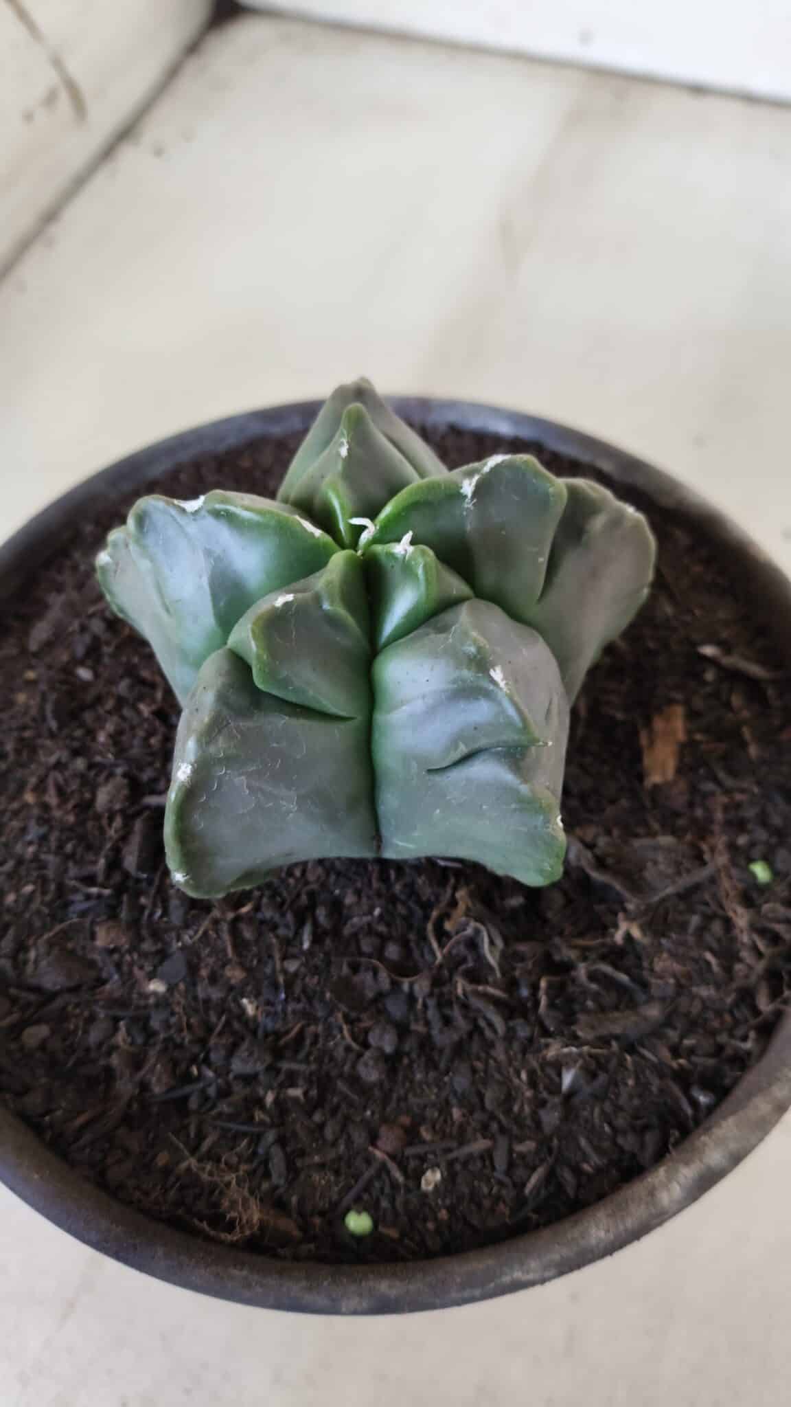 MATRIZ ASTROPHYTUM cv KIKKO  Nº 764 – vaso 15
