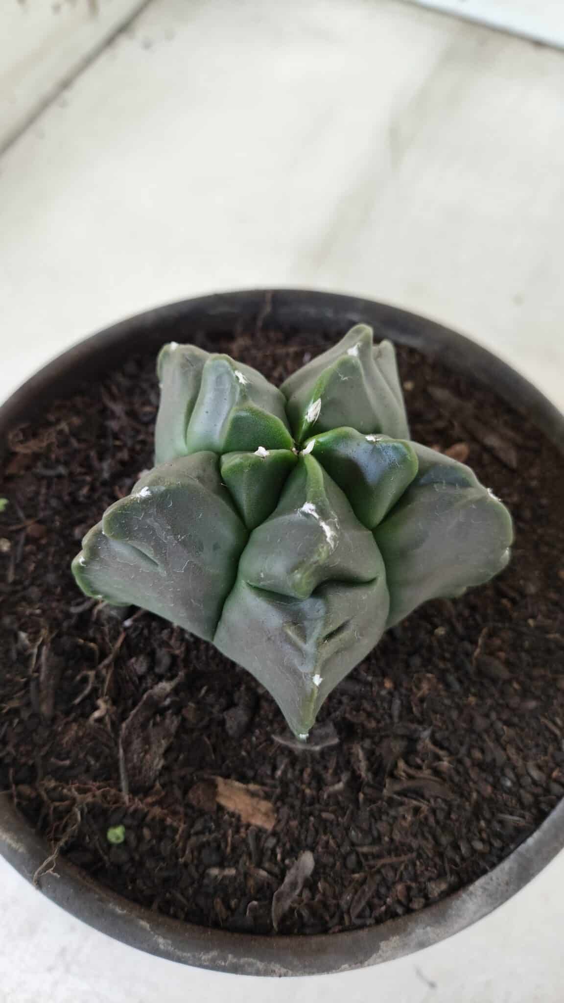 MATRIZ ASTROPHYTUM cv KIKKO  Nº 764 – vaso 15