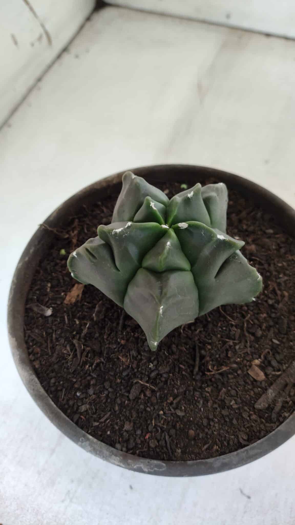 MATRIZ ASTROPHYTUM cv KIKKO  Nº 764 – vaso 15