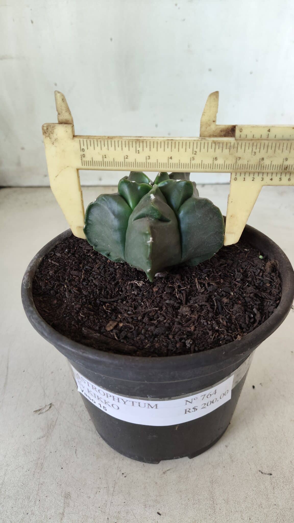 MATRIZ ASTROPHYTUM cv KIKKO  Nº 764 – vaso 15