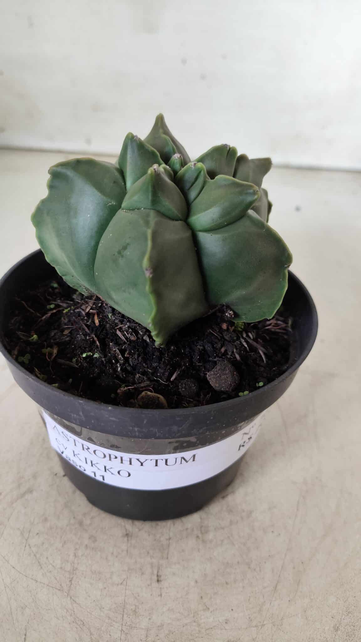 ASTROPHYTUM cv KIKKO  Nº 765 – vaso 11
