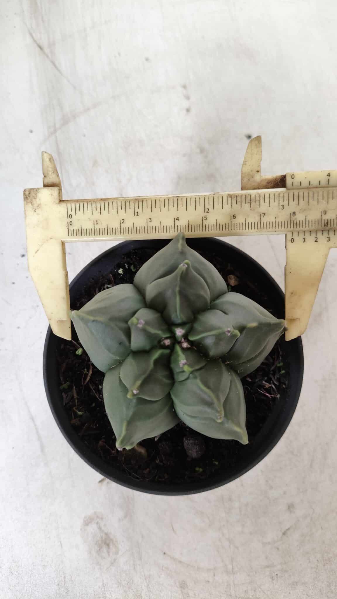 ASTROPHYTUM cv KIKKO  Nº 765 – vaso 11