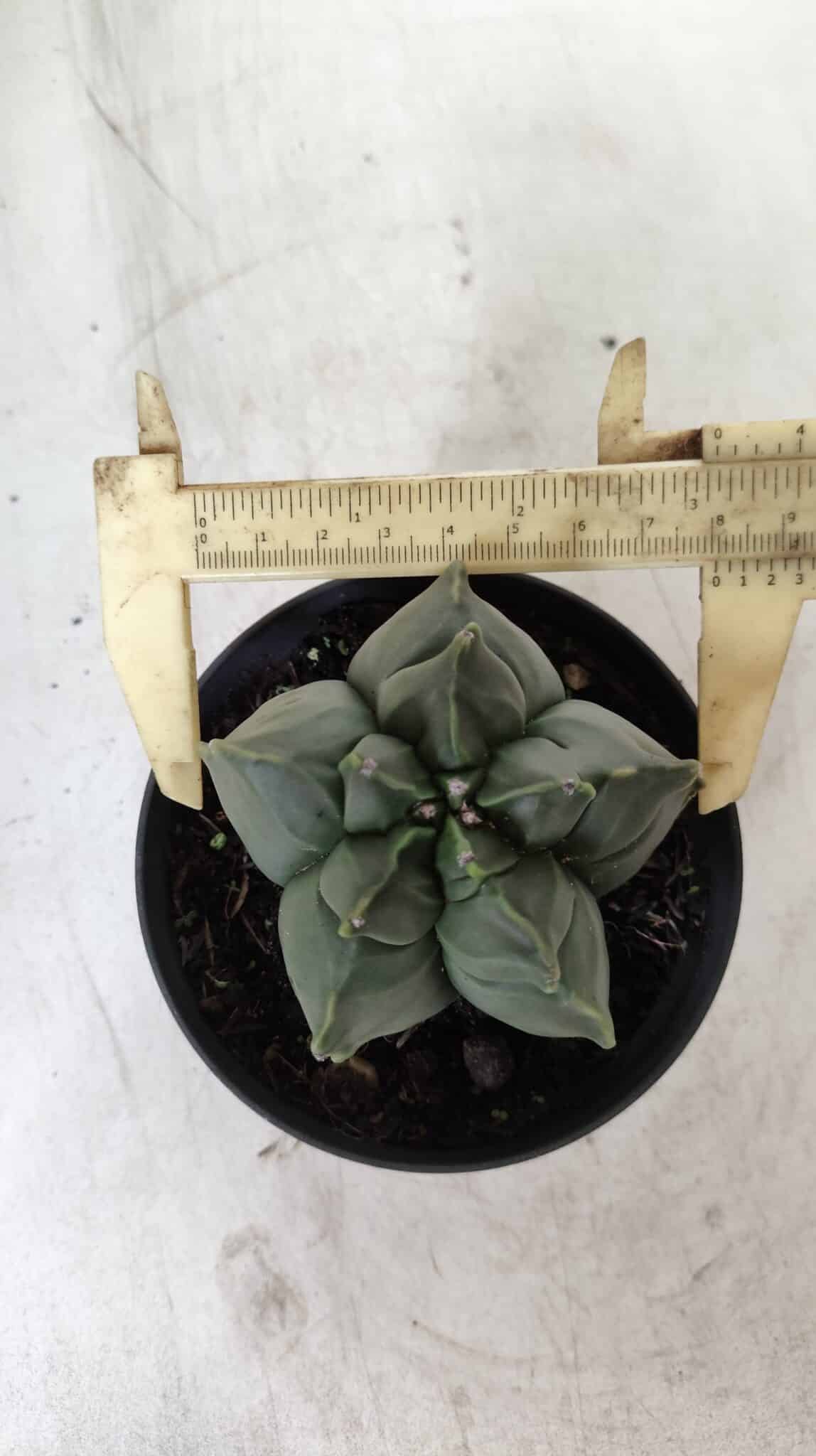 ASTROPHYTUM cv KIKKO  Nº 765 – vaso 11