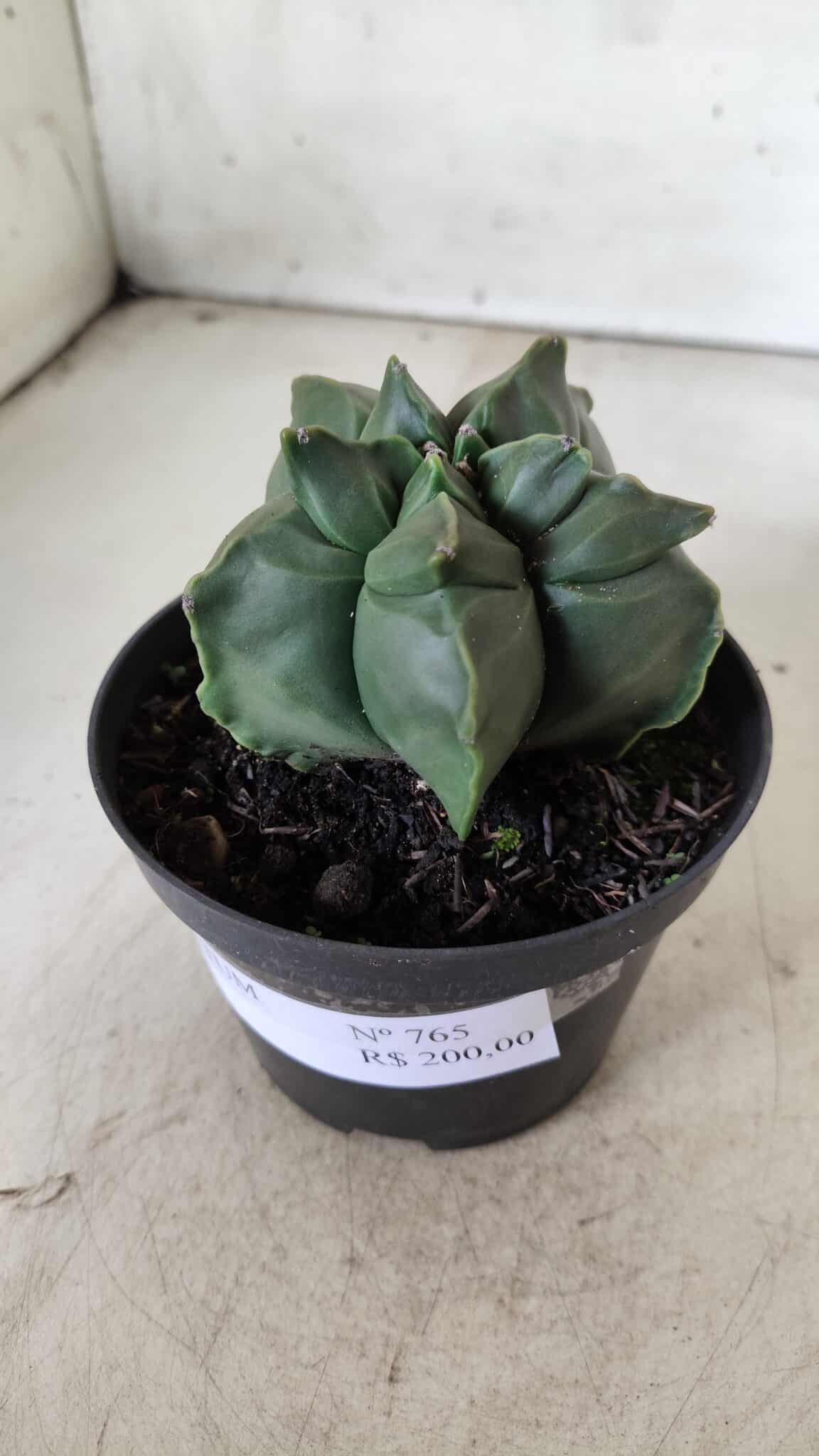 ASTROPHYTUM cv KIKKO  Nº 765 – vaso 11