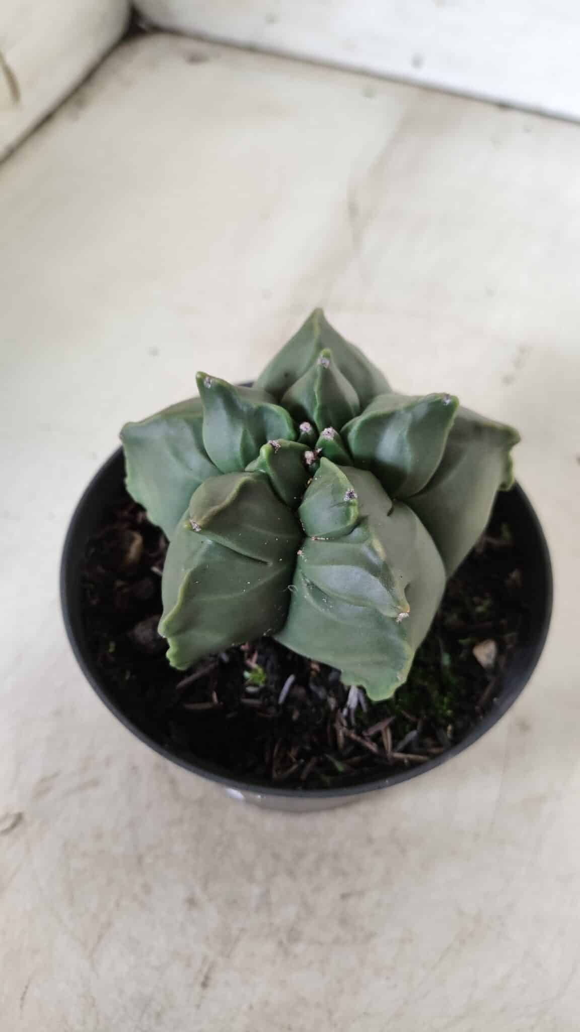 ASTROPHYTUM cv KIKKO  Nº 765 – vaso 11
