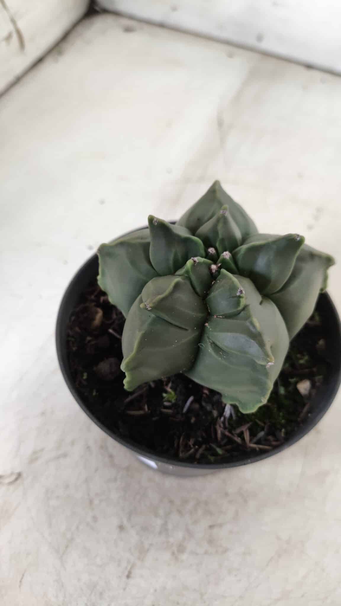 ASTROPHYTUM cv KIKKO  Nº 765 – vaso 11