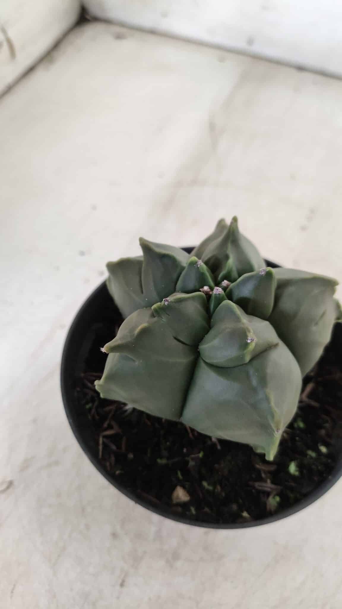 ASTROPHYTUM cv KIKKO  Nº 765 – vaso 11