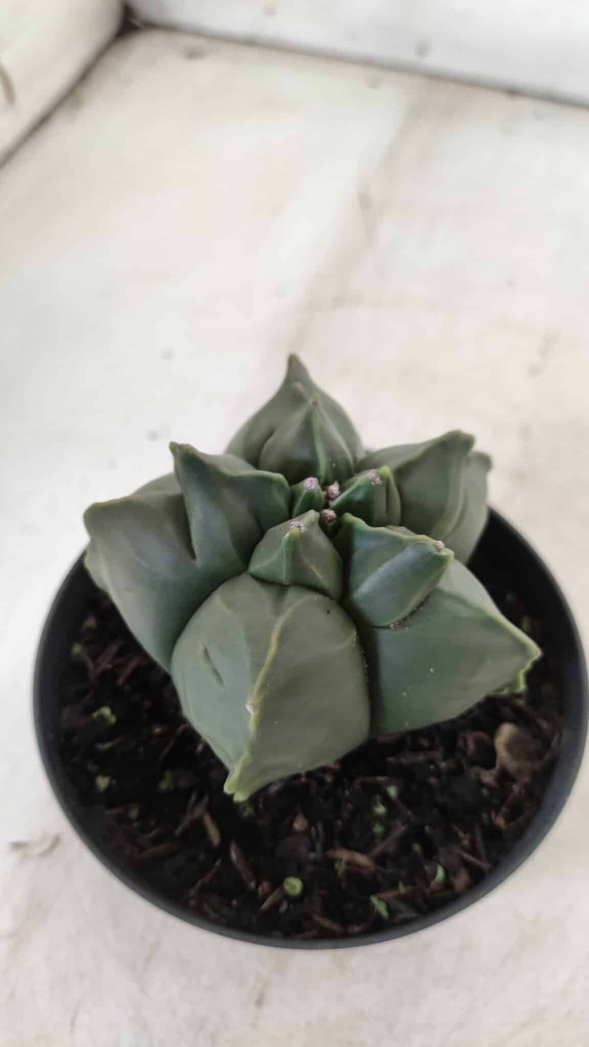 ASTROPHYTUM cv KIKKO  Nº 765 – vaso 11