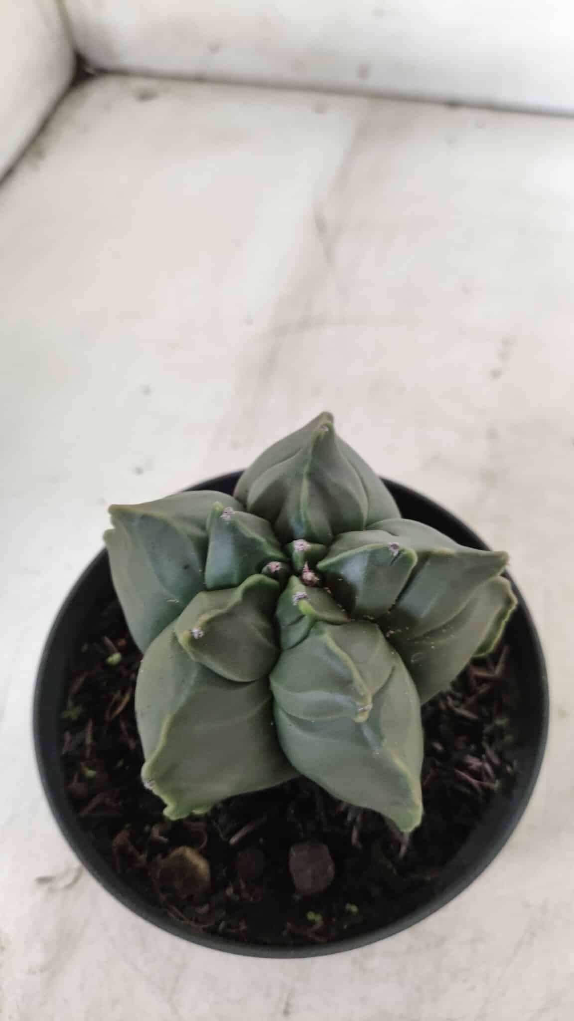 ASTROPHYTUM cv KIKKO  Nº 765 – vaso 11
